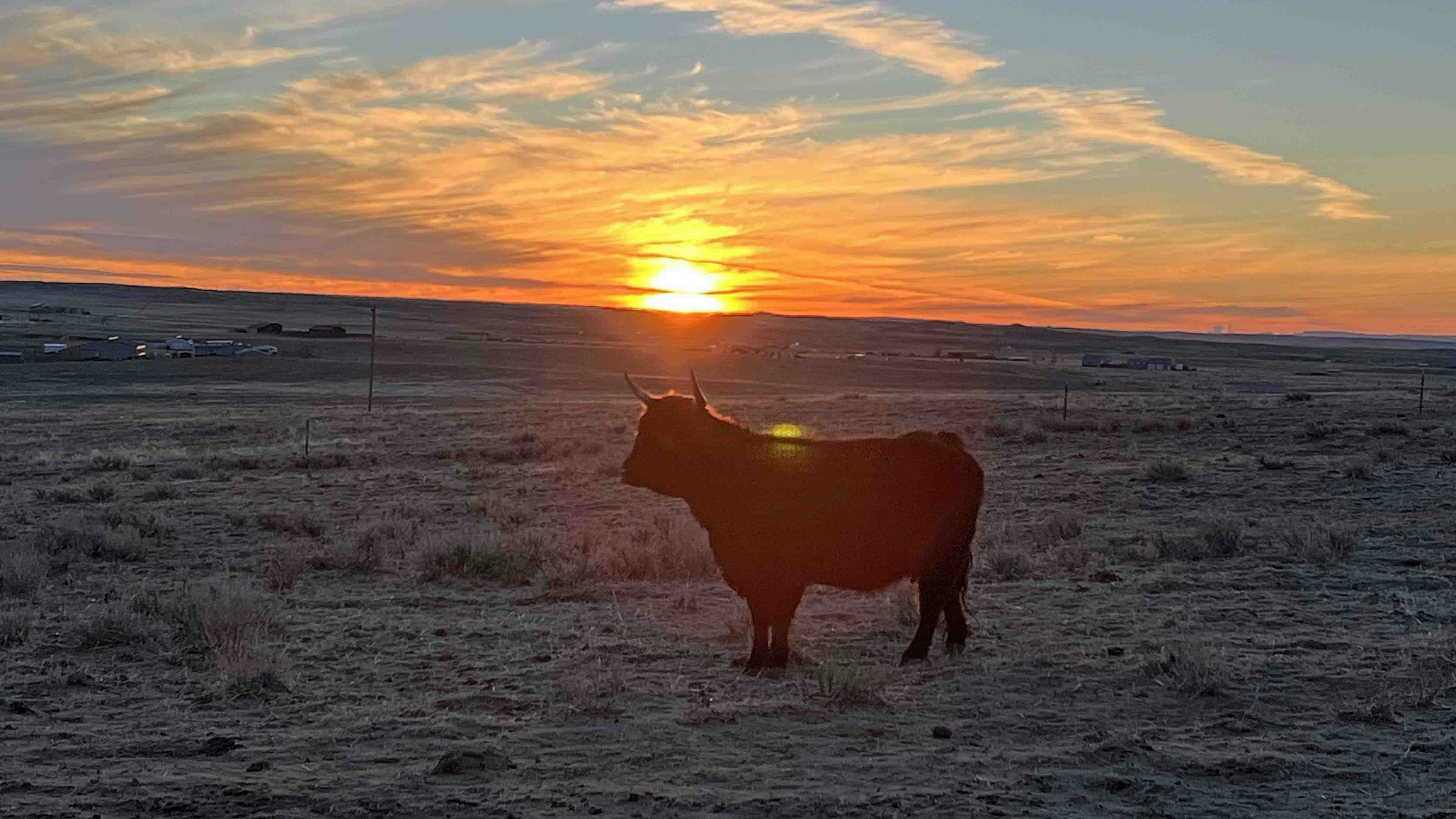 "Even Mia enjoys colorful sunrises in Casper!"