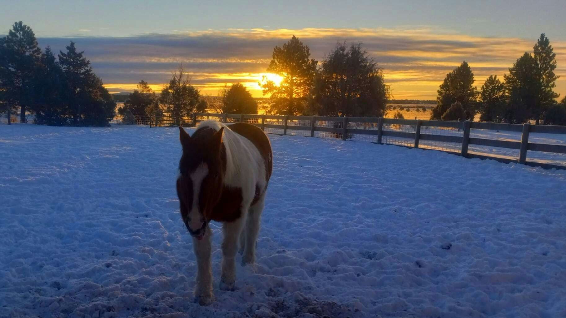 "I could set my clock to my horses daily routine of bringing themselves to the barn every morning for their breakfast. My old Paint is always the first one to meet me at the barn."  Upton, WY