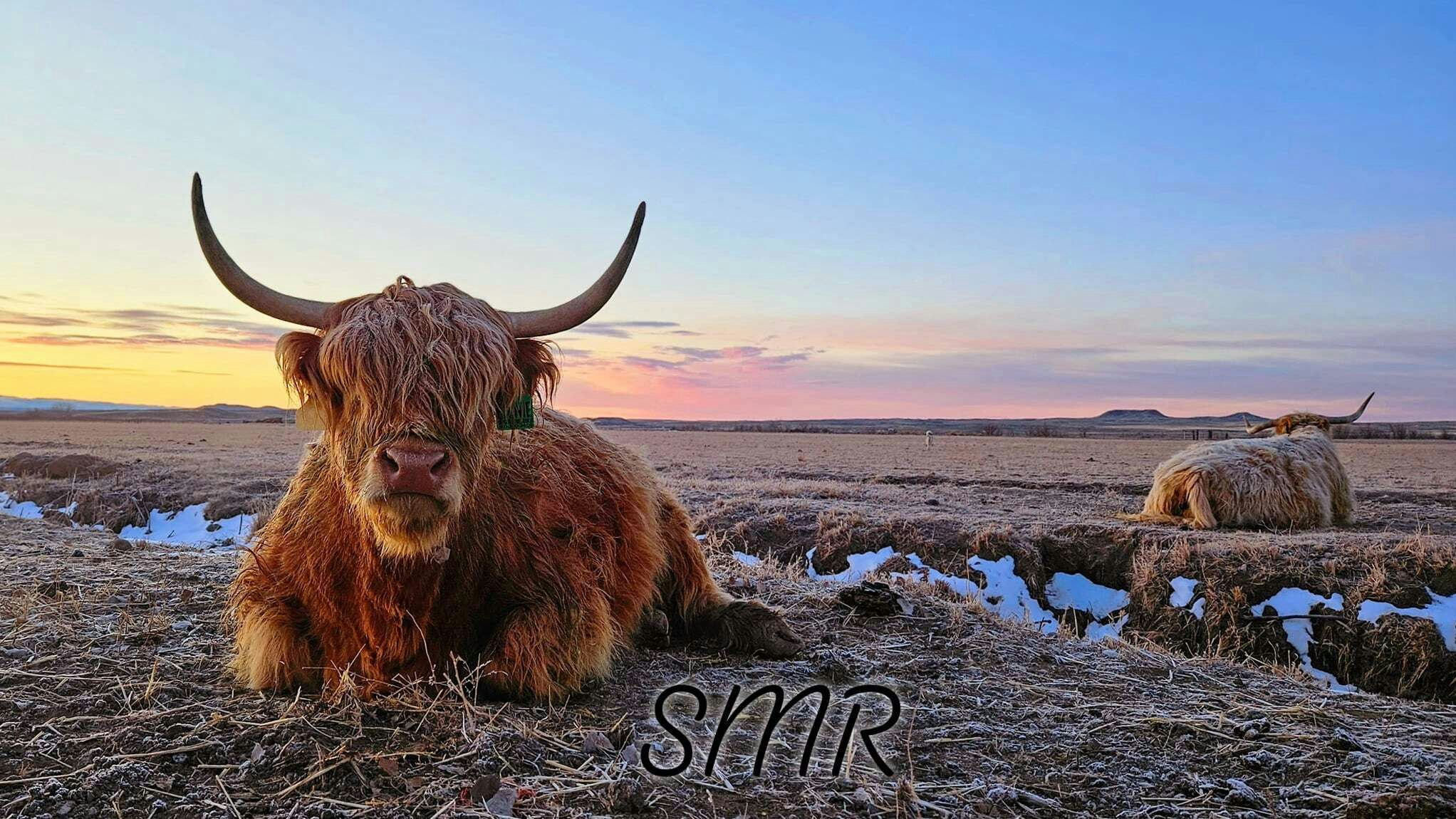 "A few farm animals at sunrise this morning." Bighorn Basin, WY