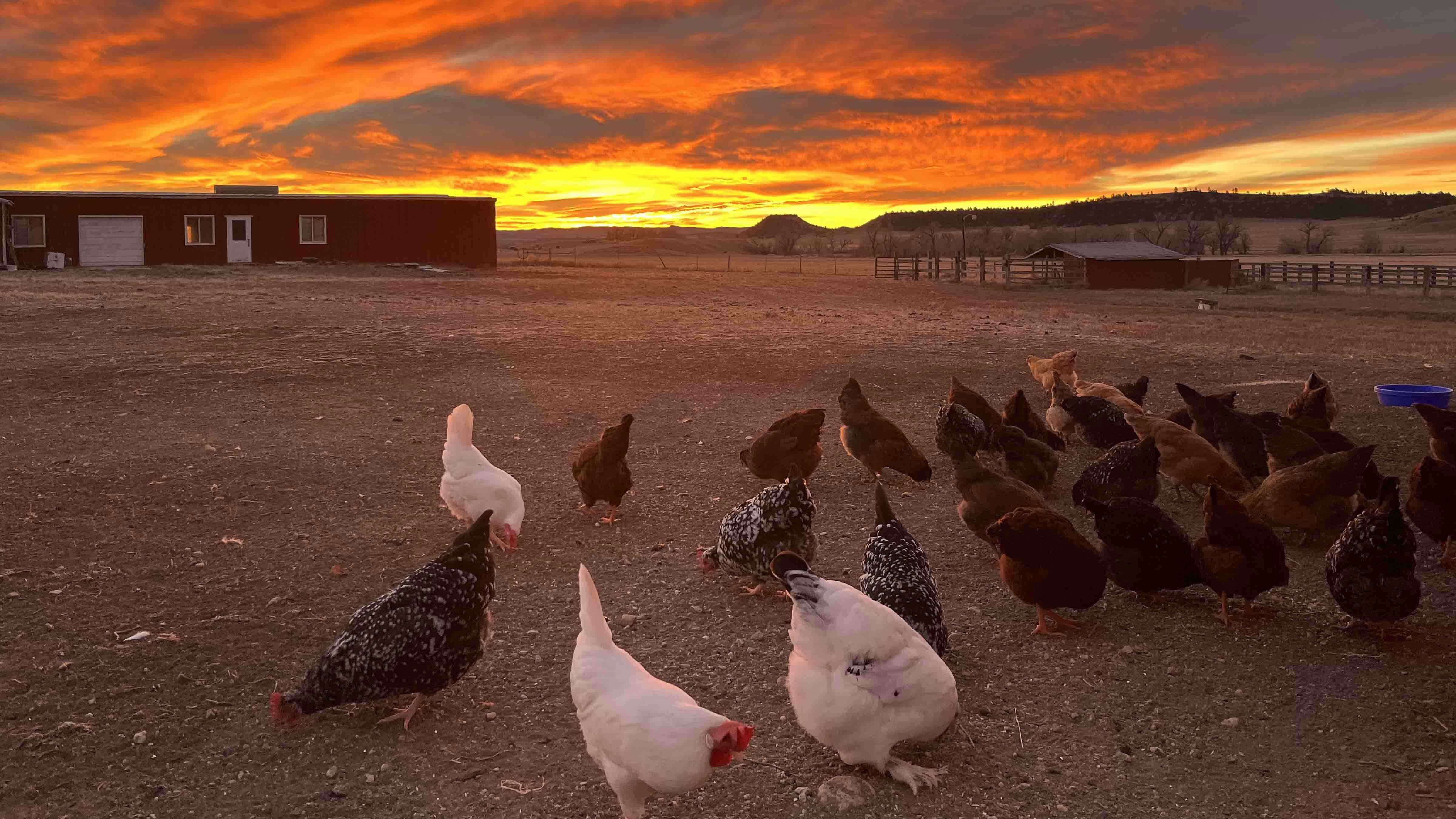 Sunrise small 11 25 25