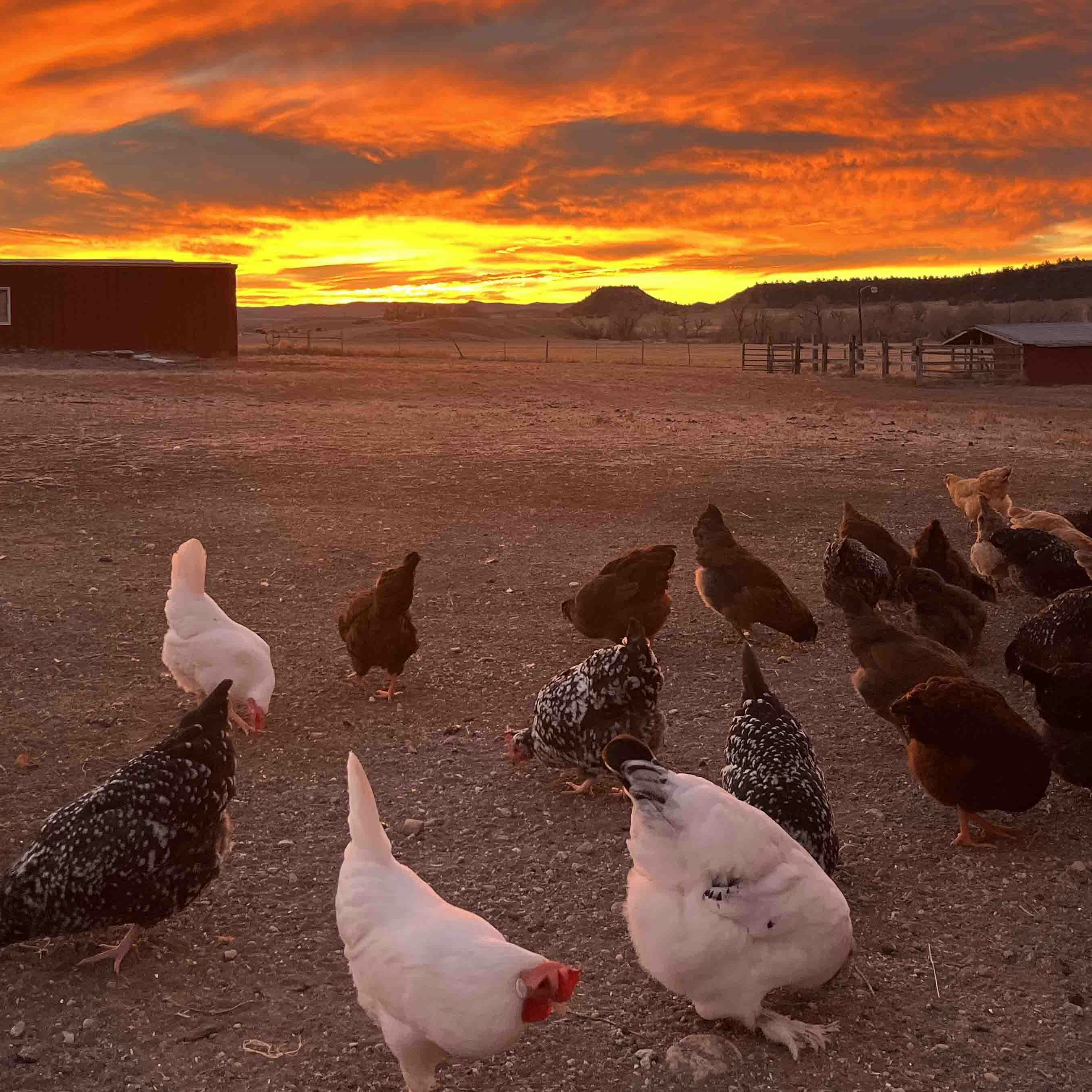 Sunrise small 11 25 25