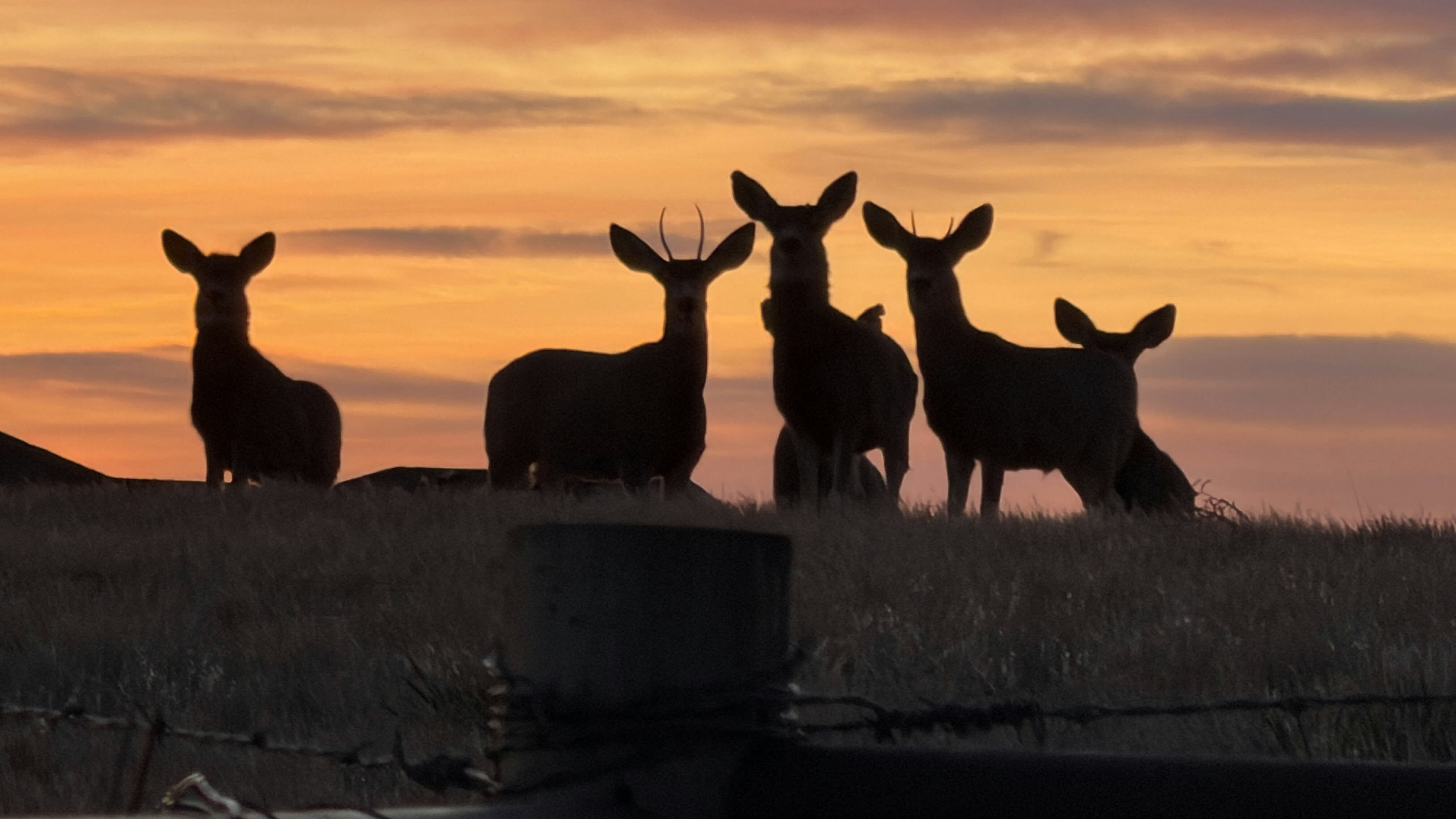 Today's Wyoming sunrise was captured by Kristen Rahn. Kristen writes, "Good morning Wyoming!  Visitors on our morning walk taken in by backyard in Evansville, WY."