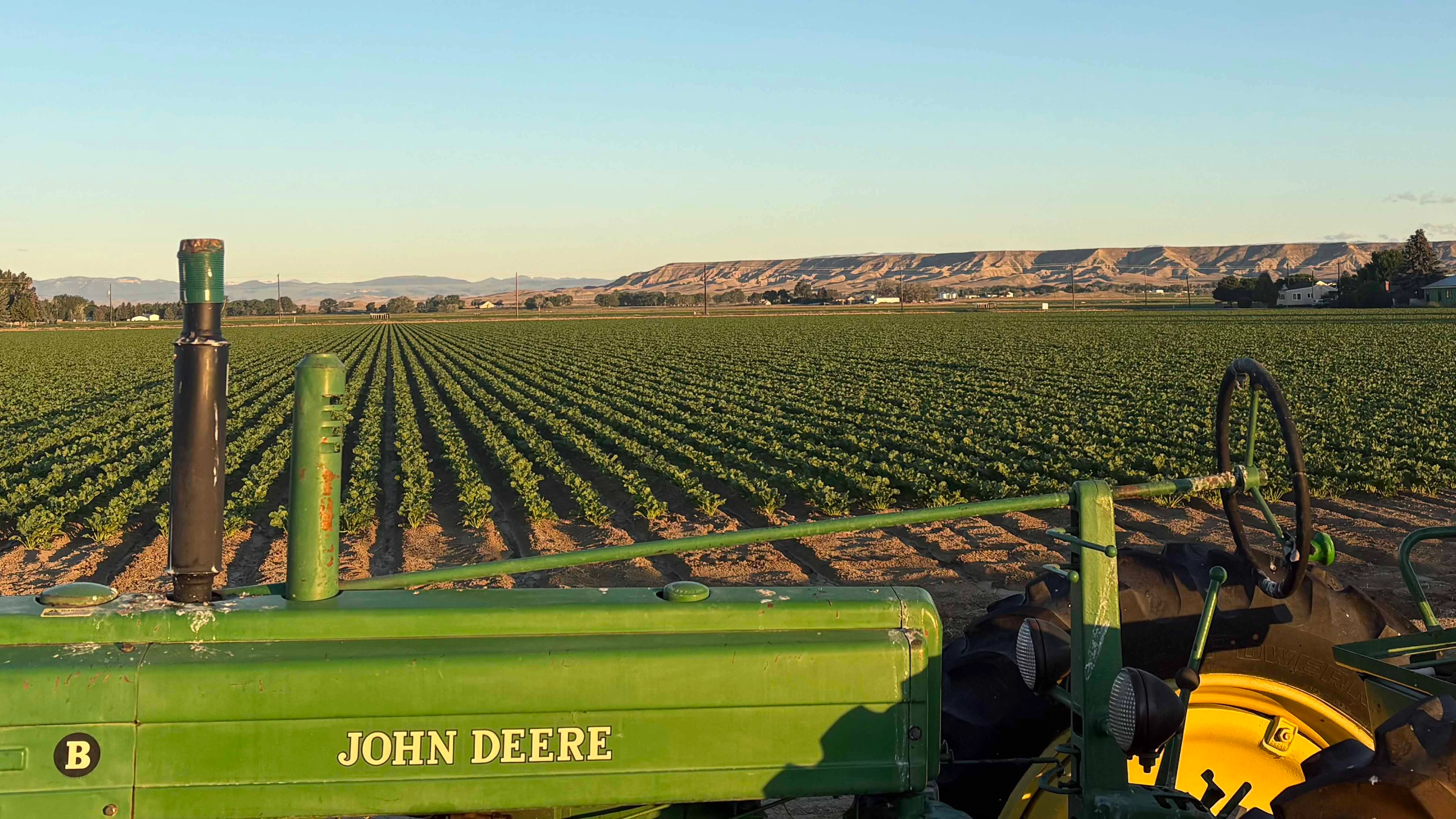 Sunrise in a Powell beet field