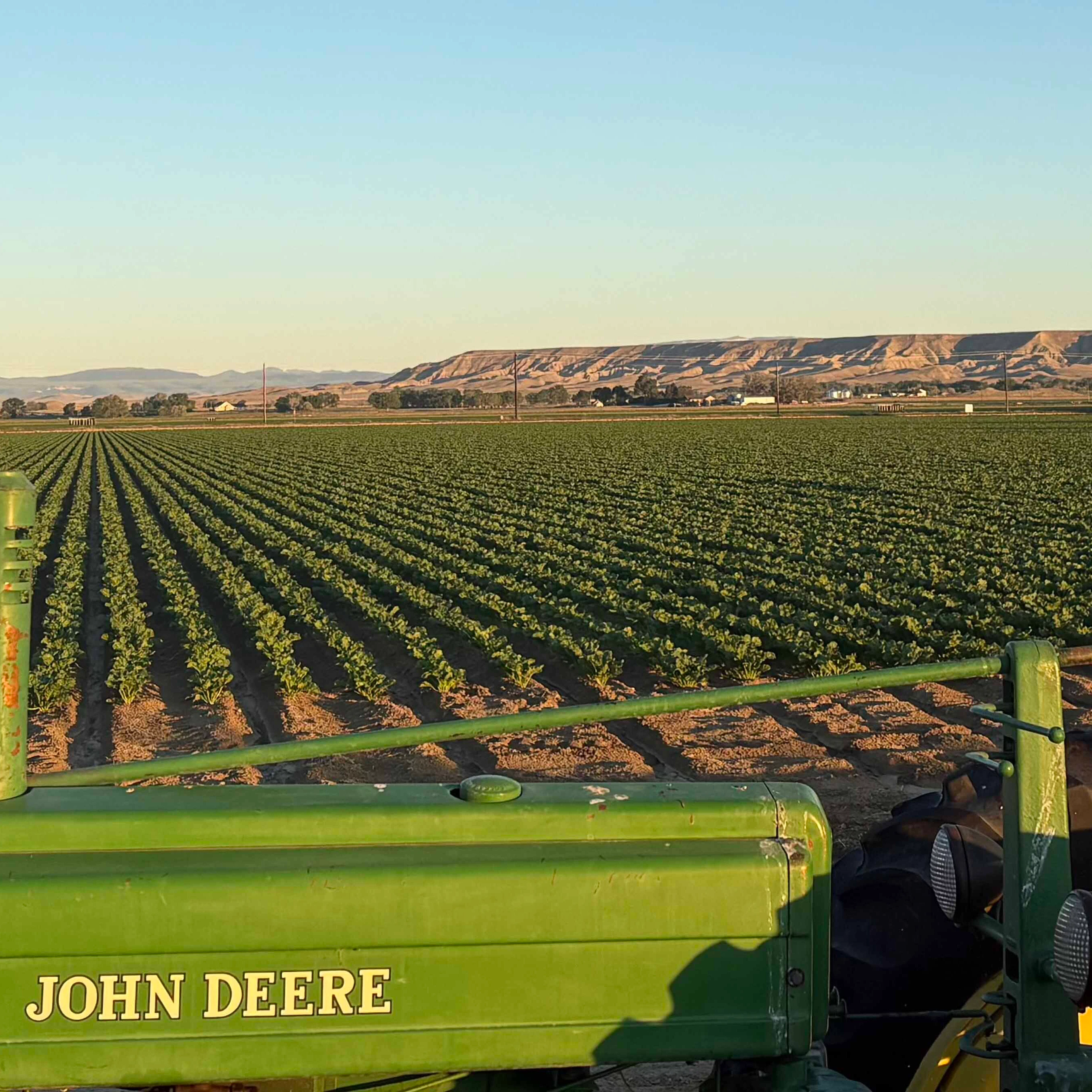 Sunrise in a Powell beet field