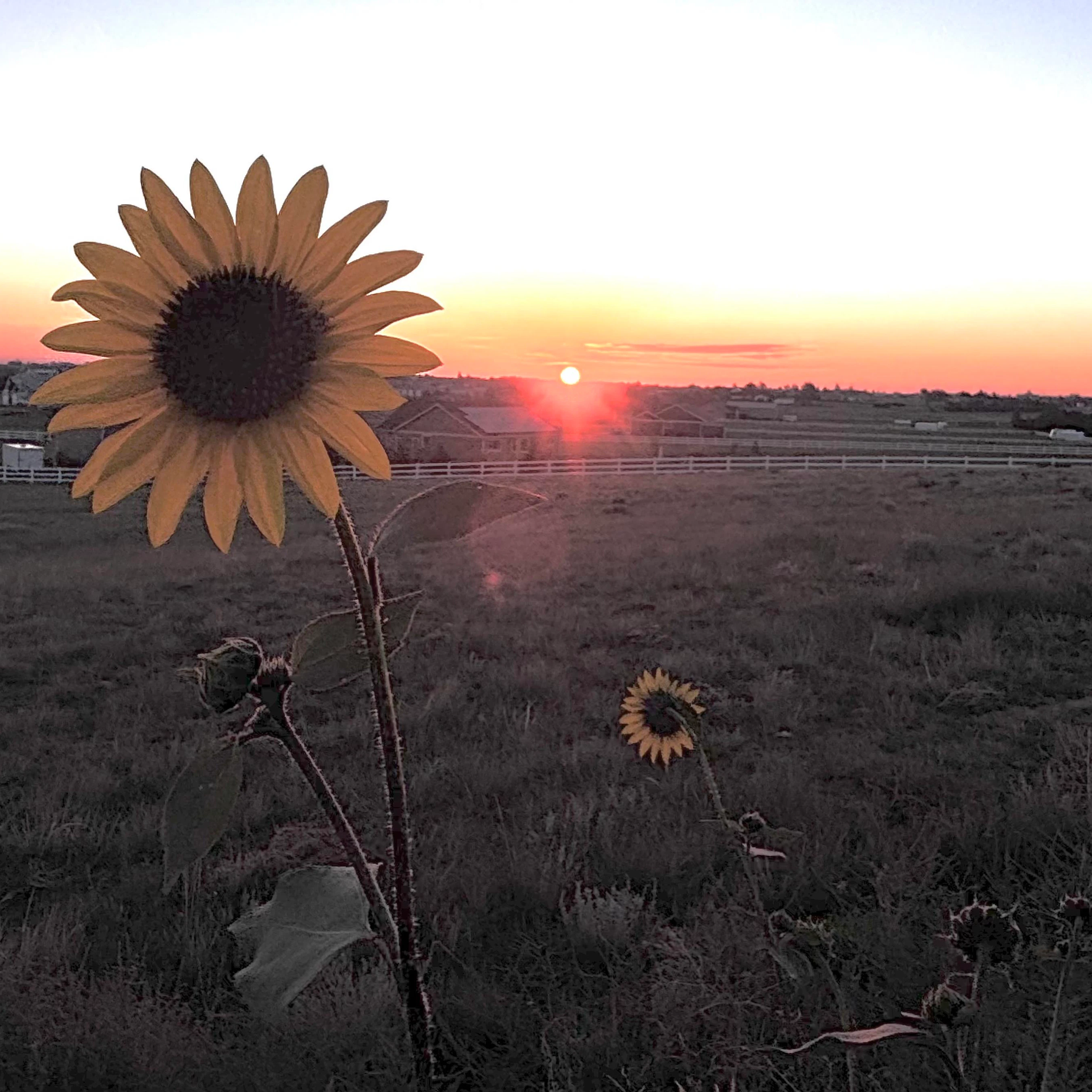 Sunrise small 8 29 26