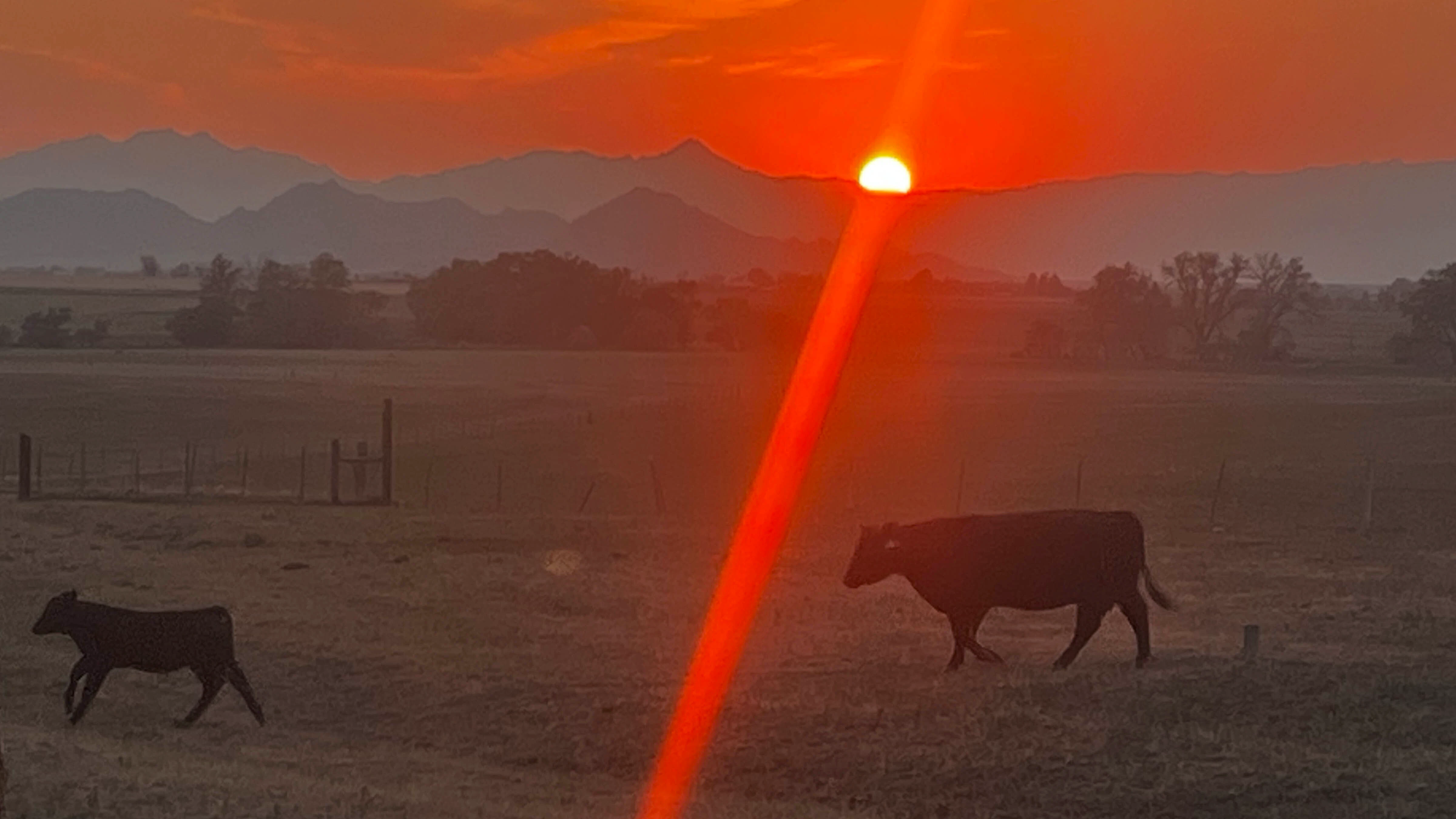 "Sunset taken from my sister's place southwest of Wheatland. To me you just can’t get more Wyoming then mountains, cattle and a great sunset.".
