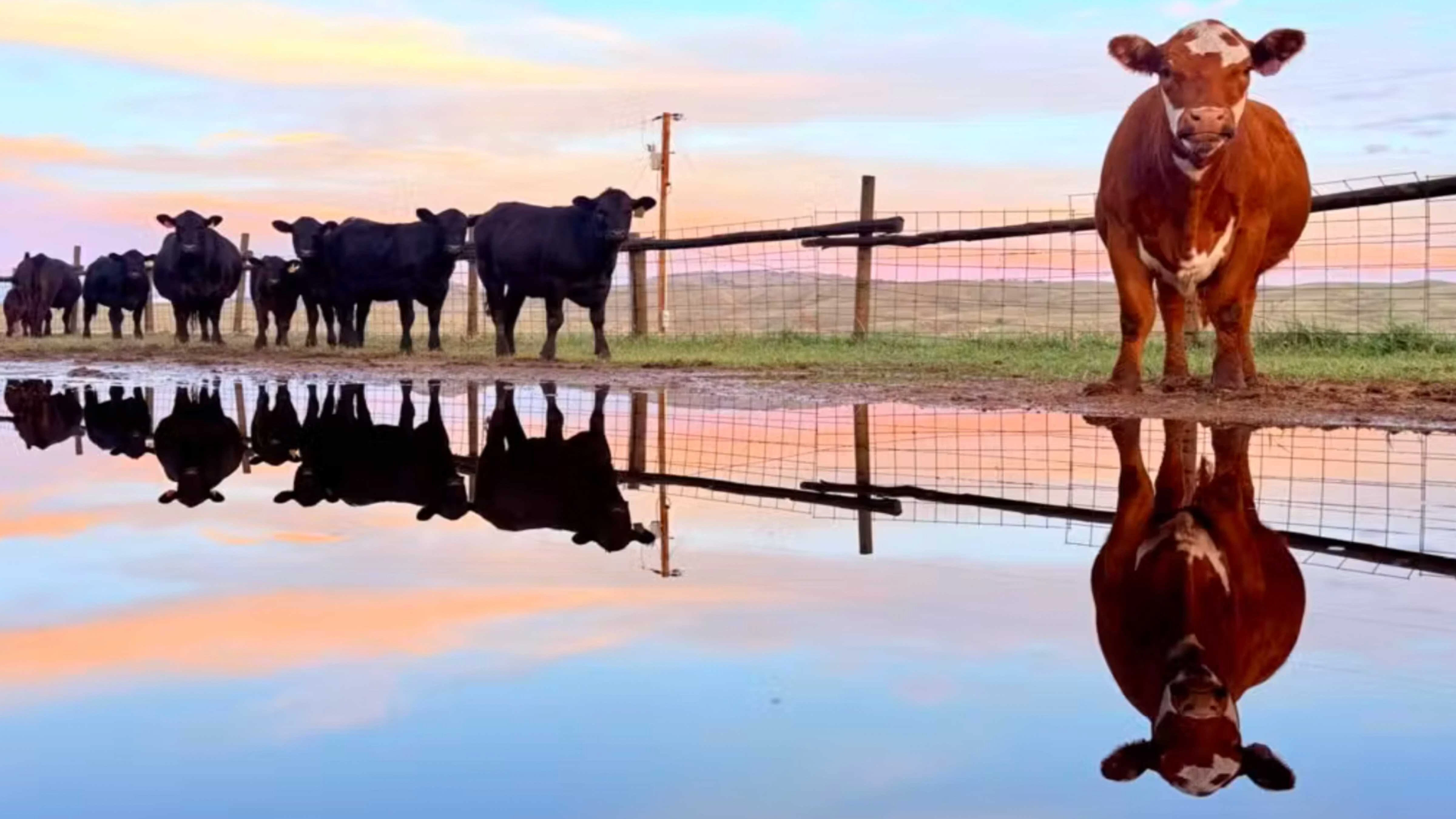 "Sunset after rain and happy heifers."