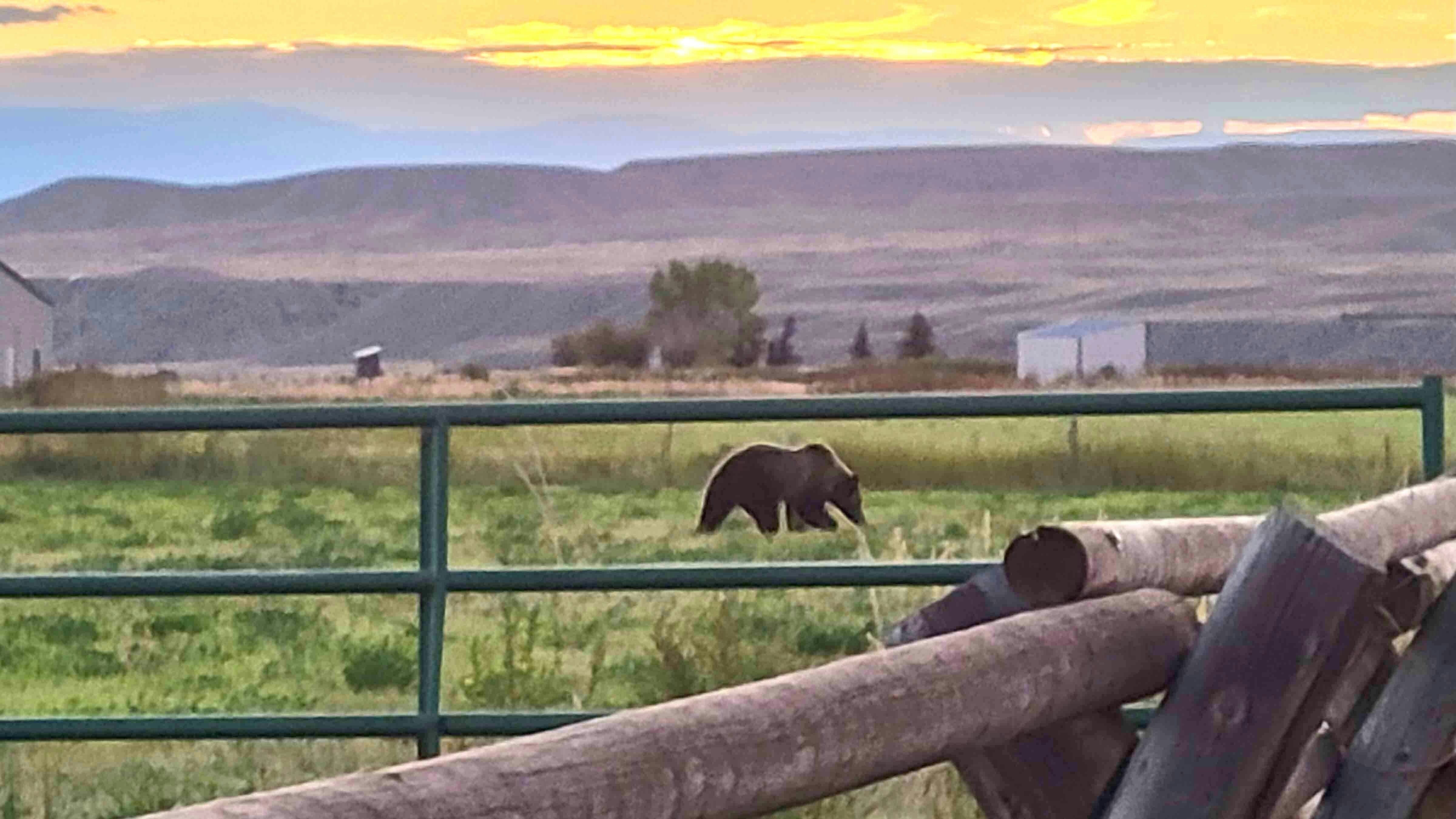 Sunrize grizzly killed 9 12 23