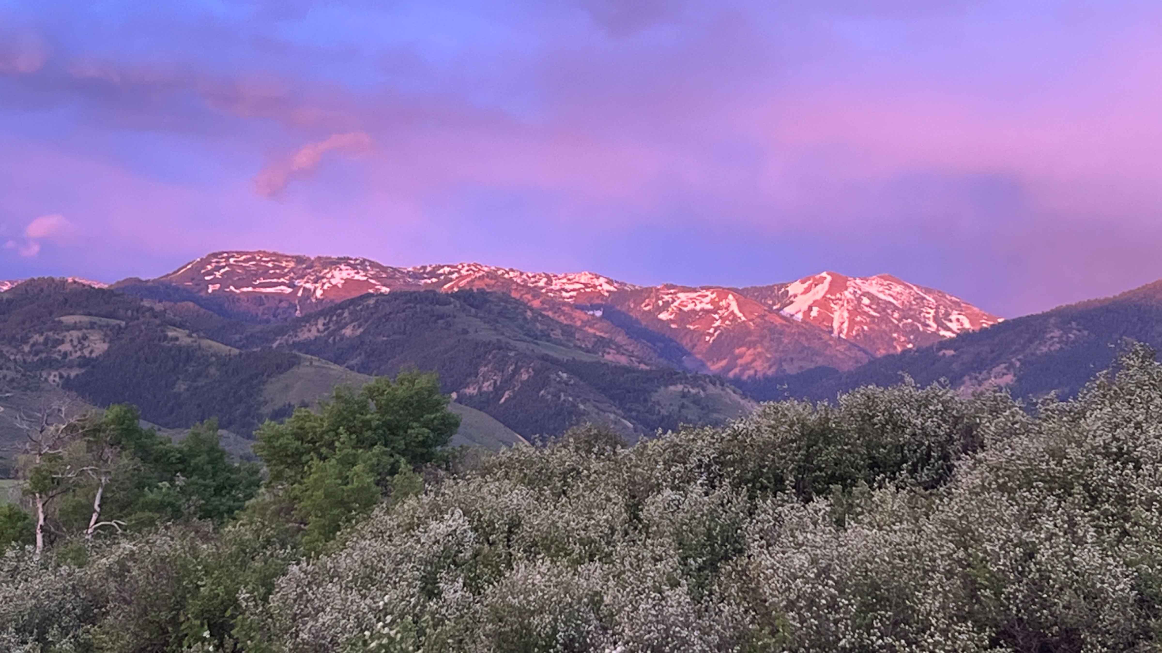 Neon skyline with white blooms in Star Valley along the Salt River Range on Sunday, June 11, 2023.