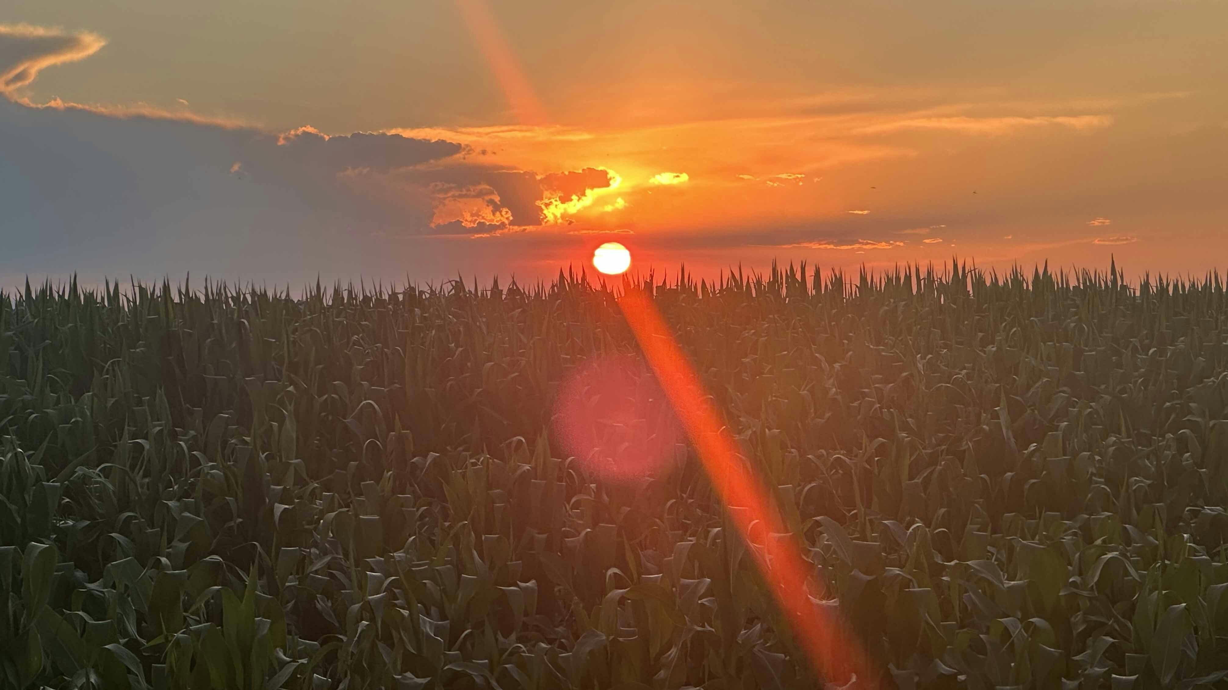 Sunset over cornfield near Lovell, Wyoming on July 22, 2023.