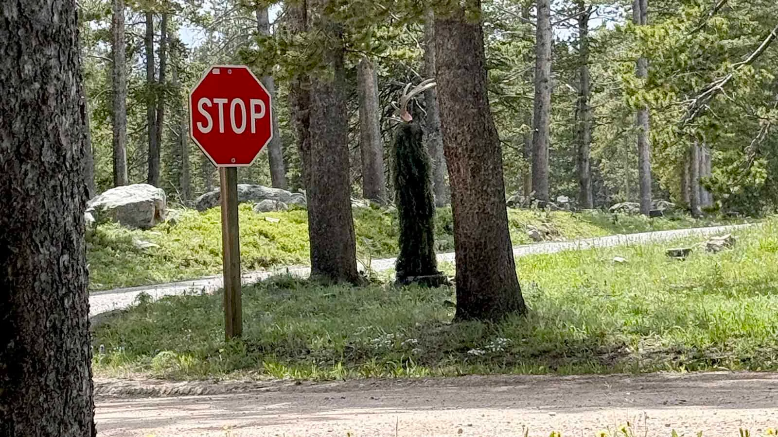 The dangerous and elusive "Swamp Moose" returned to the Bighorn National Forest over the Fourth of July weekend. It was actually 9-year-old Bridger Knox of Cheyenne wearing a ghillie suit with a moose antler on his head.