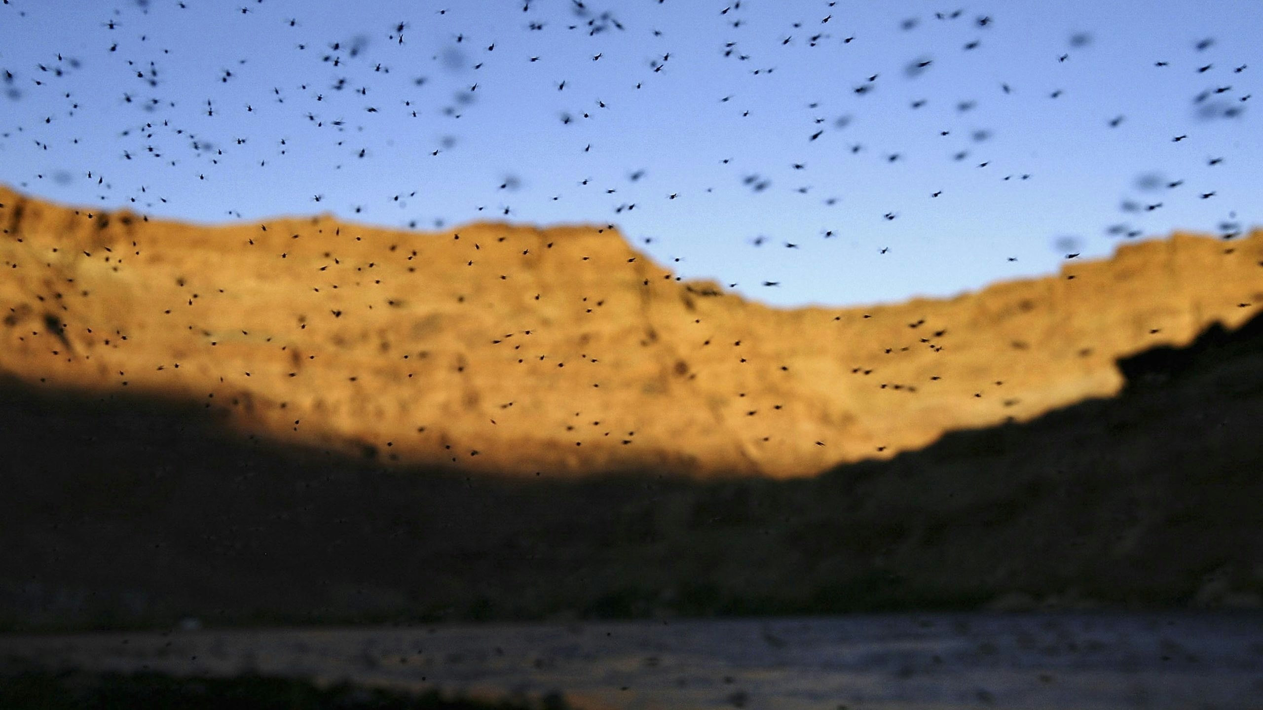 Swarm of mosquitoes scaled