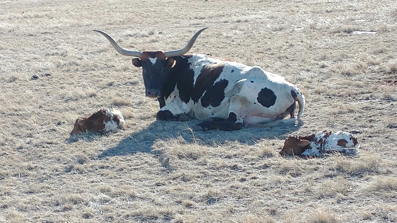 Sweetheart is a longhorn cow that's part of Jeff Ketcham's herd near Cheyenne. On Monday, she gave birth to a calf, keeping her streak of having at least one calf a year for 20 straight years. Here she's seen with her twins in 2020.
