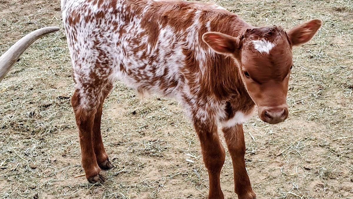 Sweetheart is a longhorn cow that's part of Jeff Ketcham's herd near Cheyenne. On Monday, she gave birth to a calf, keeping her streak of having at least one calf a year for 20 straight years.