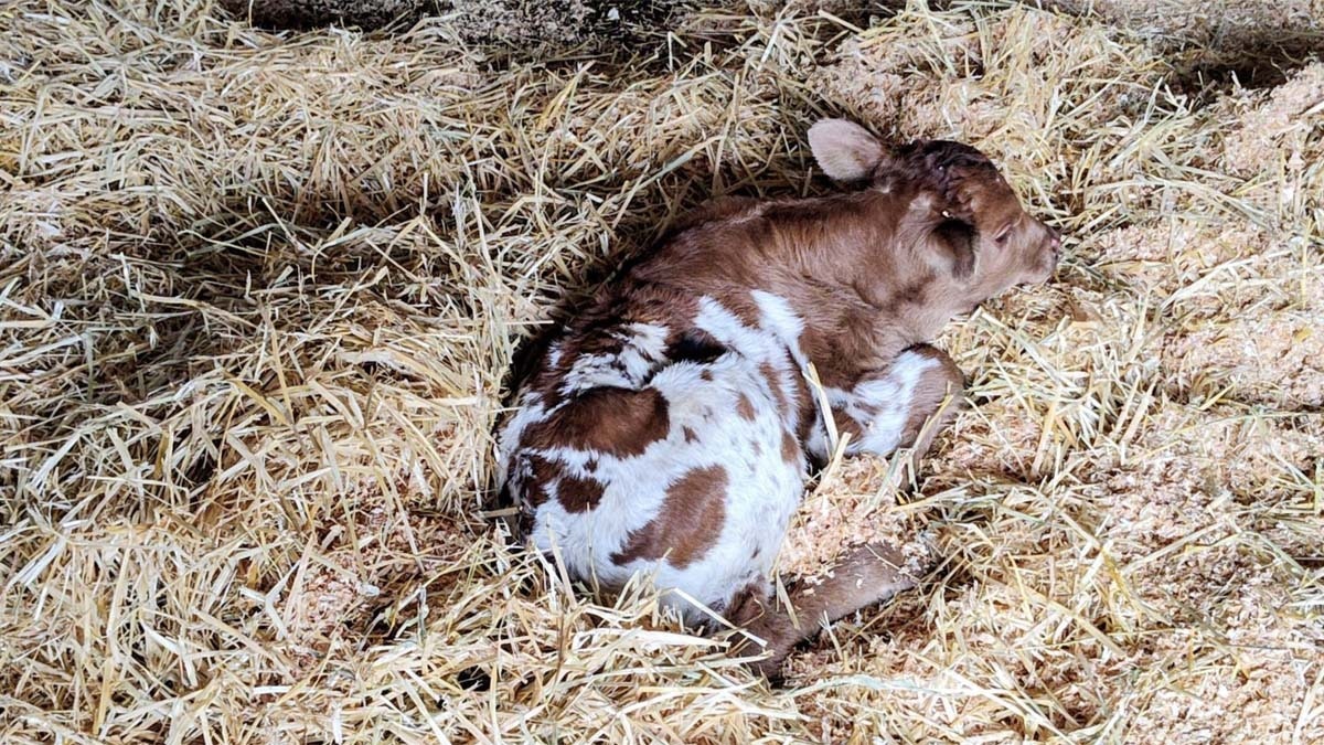 Sweetheart is a longhorn cow that's part of Jeff Ketcham's herd near Cheyenne. On Monday, she gave birth to a calf, keeping her streak of having at least one calf a year for 20 straight years.