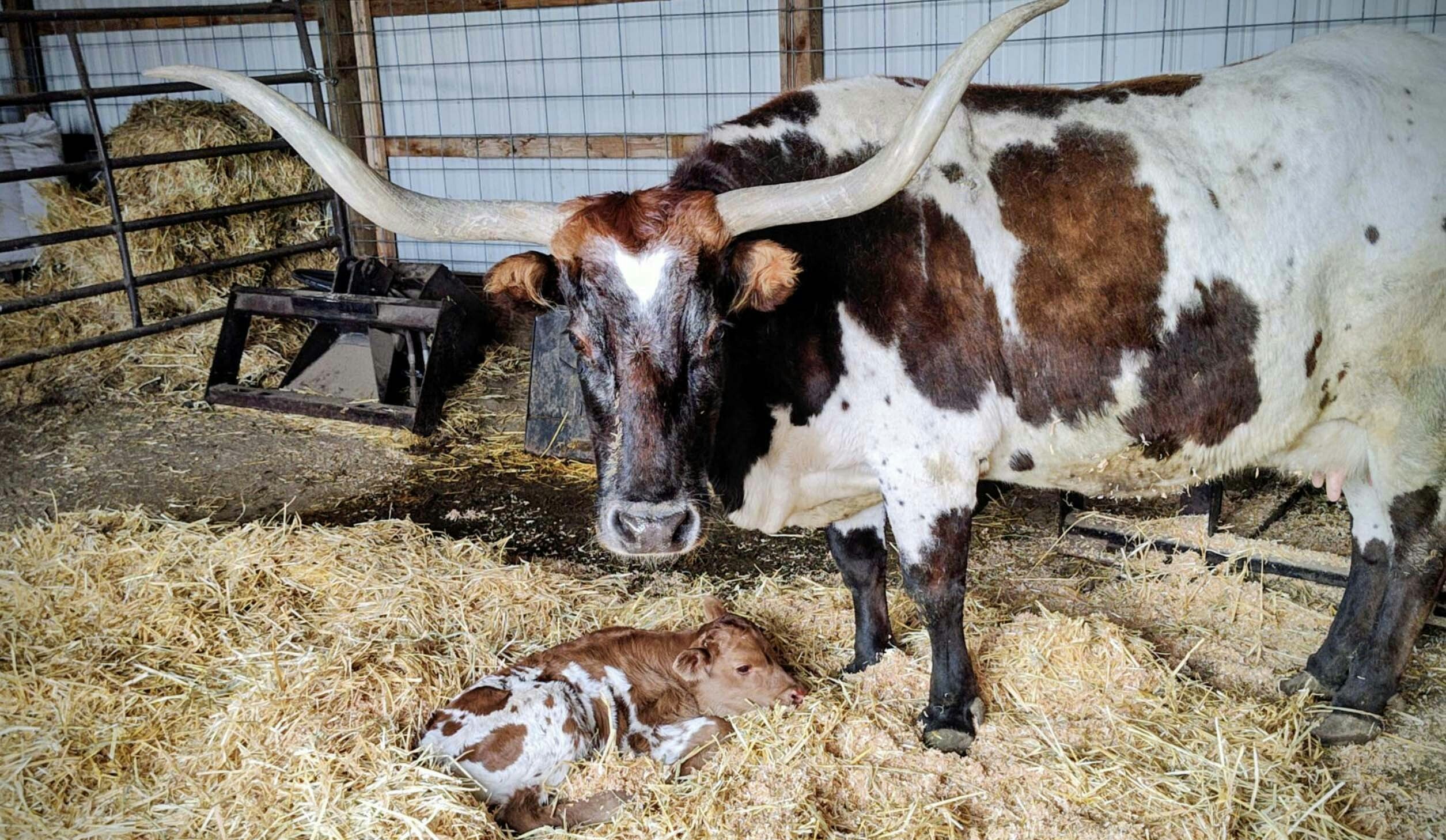 Sweetheart is a longhorn cow that's part of Jeff Ketcham's herd near Cheyenne. On Monday, she gave birth to a calf, keeping her streak of having at least one calf a year for 20 straight years.