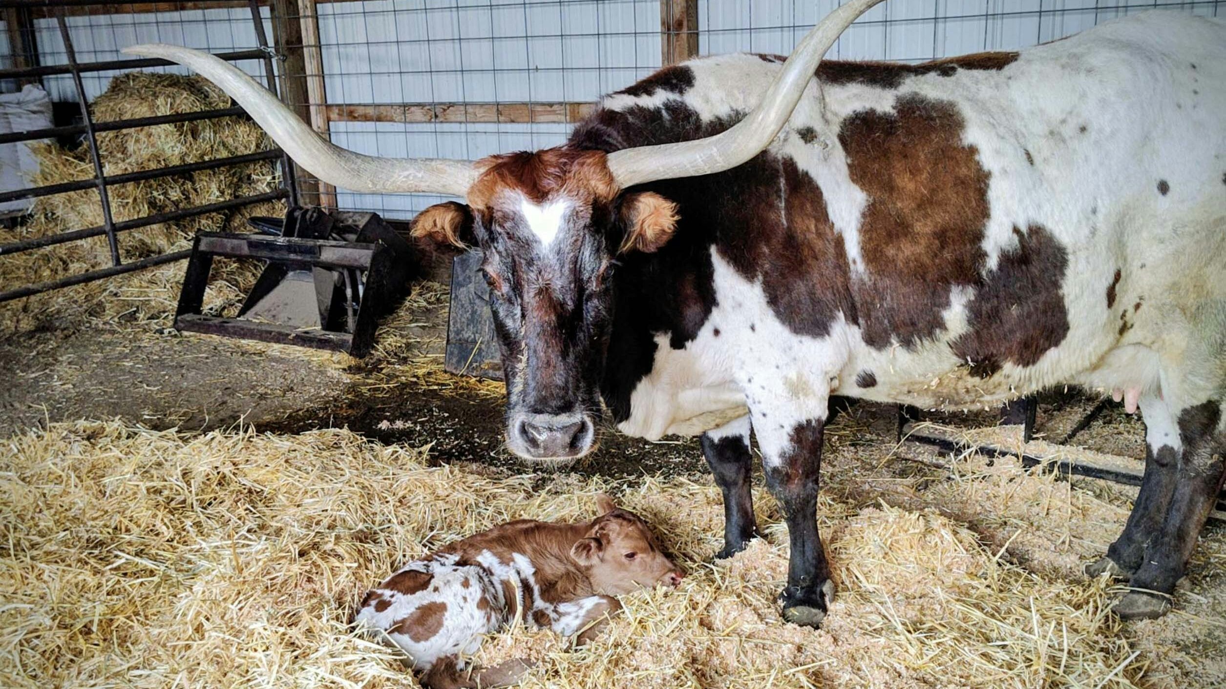Sweetheart is a longhorn cow that's part of Jeff Ketcham's herd near Cheyenne. On Monday, she gave birth to a calf, keeping her streak of having at least one calf a year for 20 straight years.