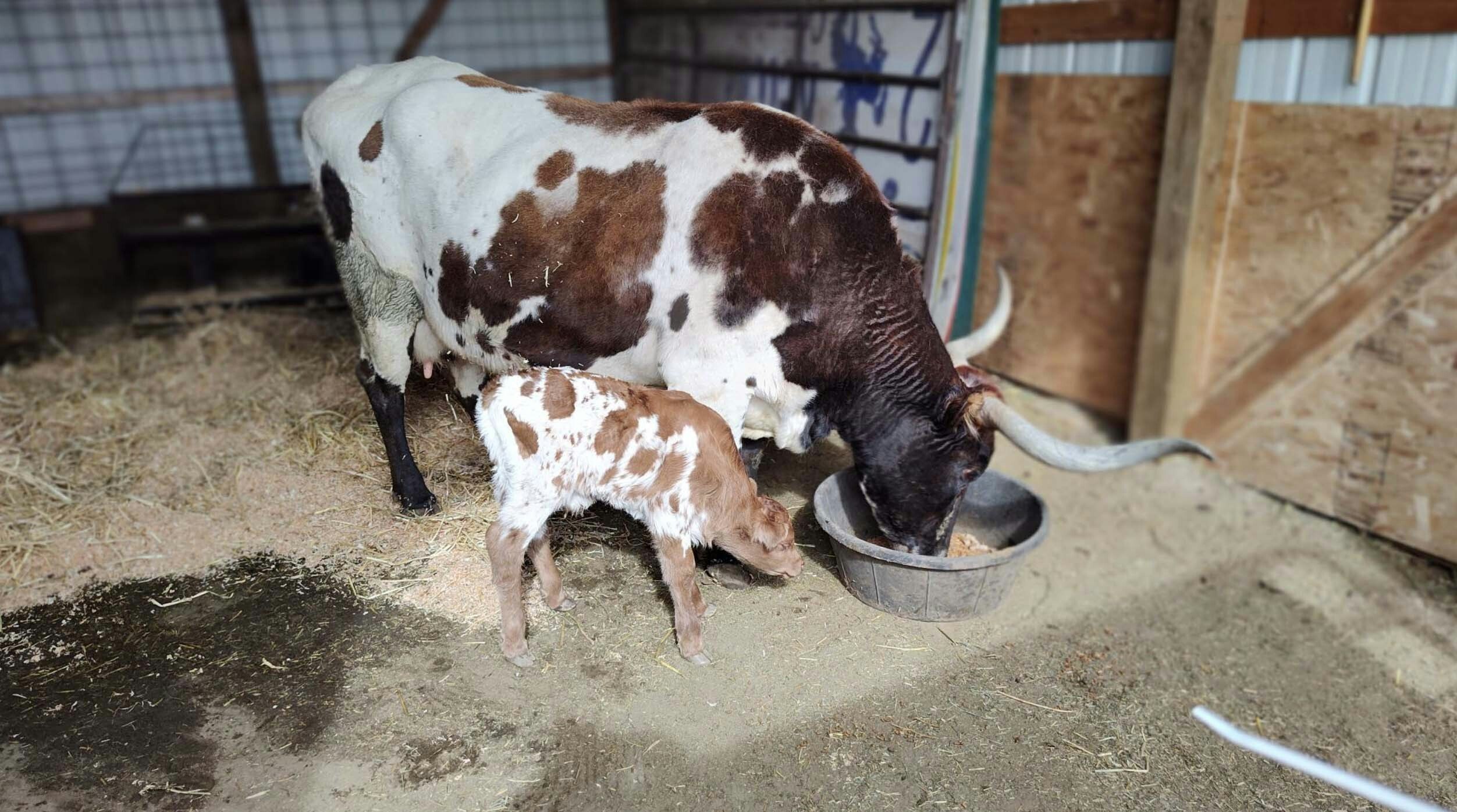 Sweetheart is a longhorn cow that's part of Jeff Ketcham's herd near Cheyenne. On Monday, she gave birth to a calf, keeping her streak of having at least one calf a year for 20 straight years.