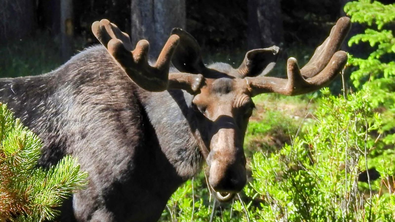 The antlers on this bull moose in the Bighorn Mountains still have some growing to do, but his body is already super-sized.