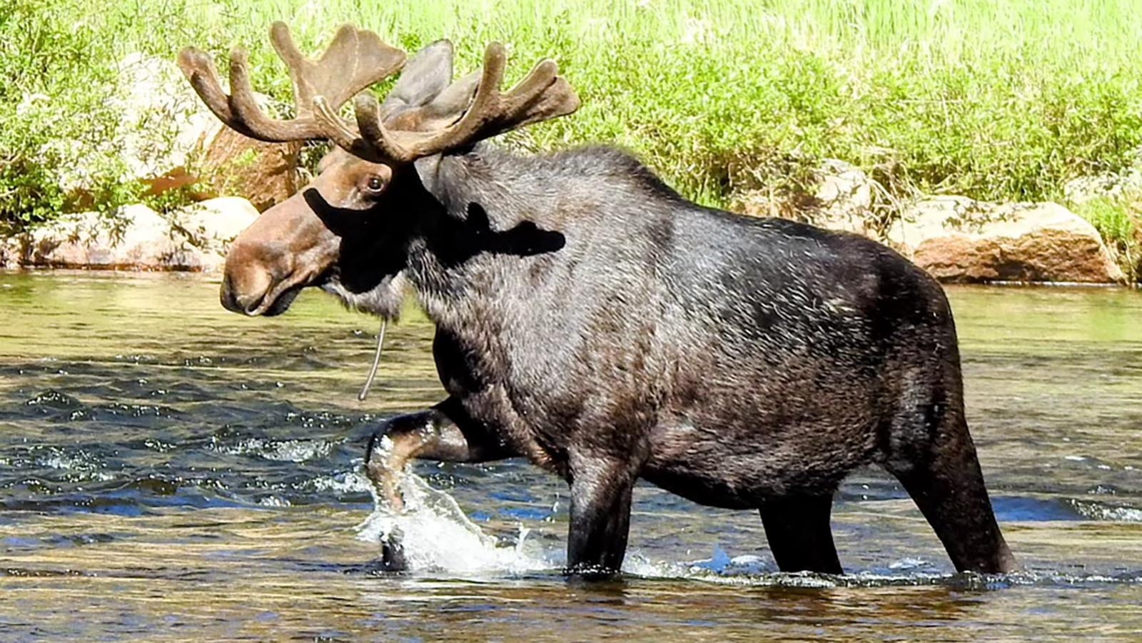 The antlers on this bull moose in the Bighorn Mountains still have some growing to do, but his body is already super-sized.