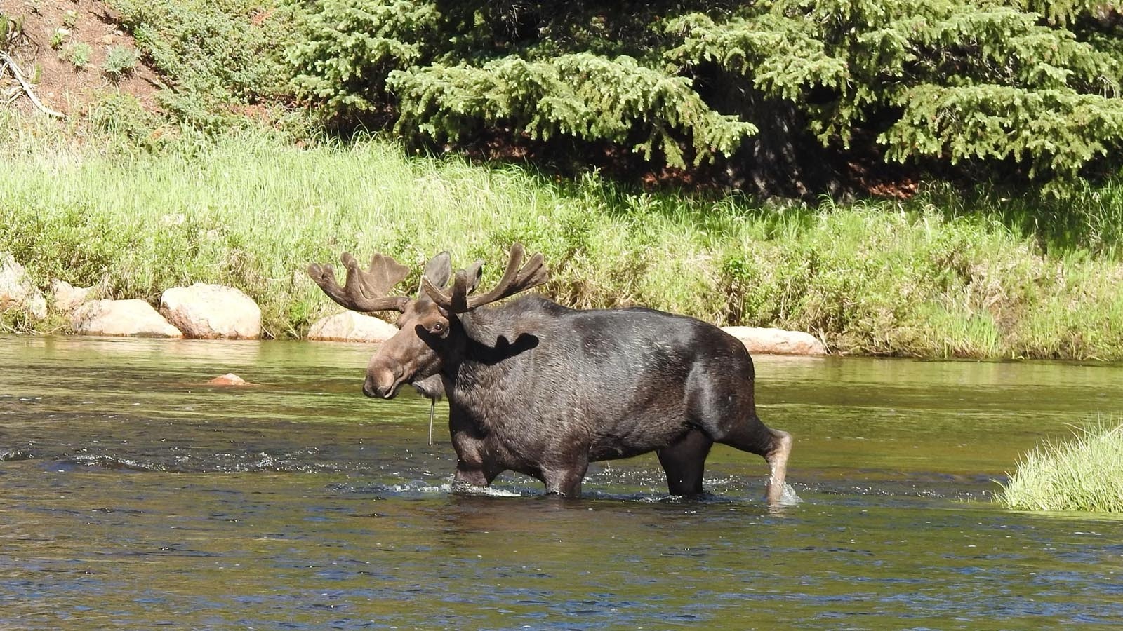 The antlers on this bull moose in the Bighorn Mountains still have some growing to do, but his body is already super-sized.