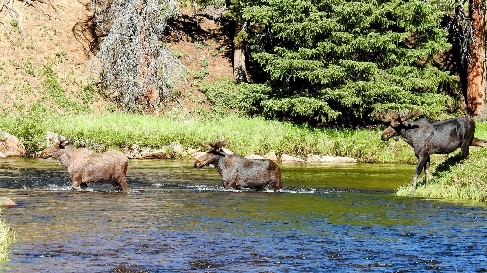 This trio of young bull moose has been hanging out along the South Fork of the Tongue River in the Bighorn Mountains. The third one, on the right, is built like a tank.