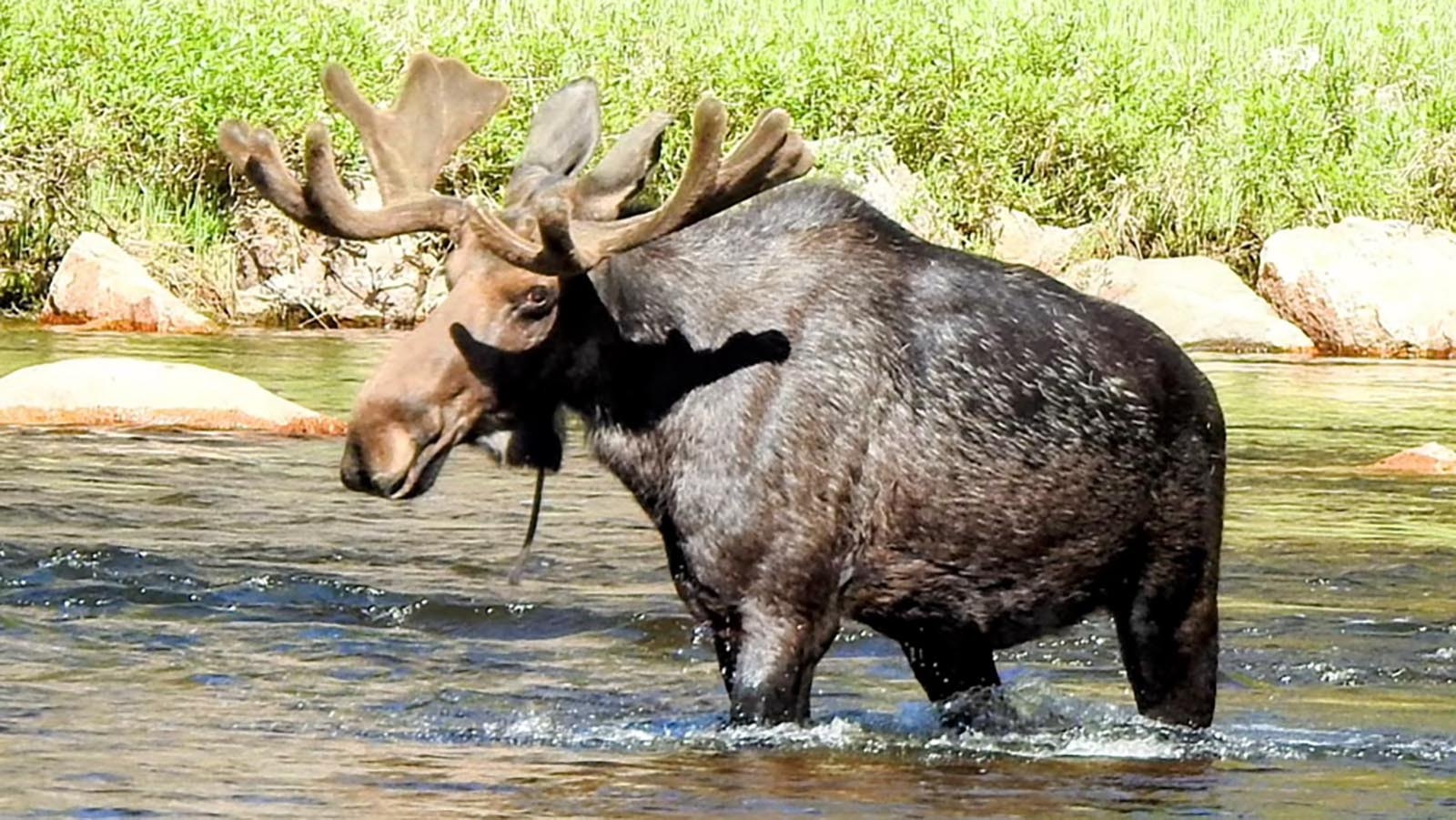 The antlers on this bull moose in the Bighorn Mountains still have some growing to do, but his body is already super-sized.