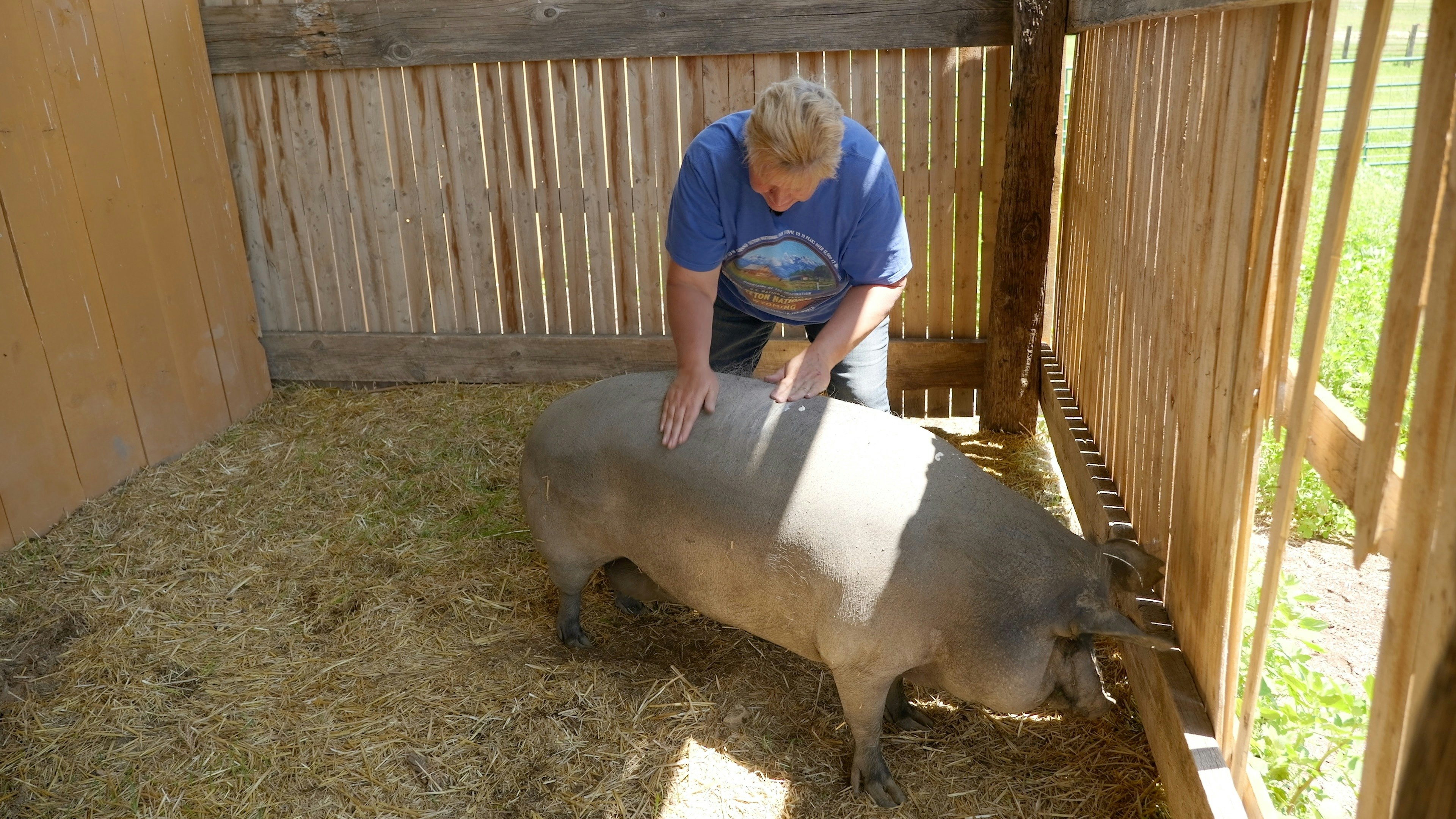 Farm supervisor Terri Brunner applies sunscreen to a pig at Kindness Ranch.