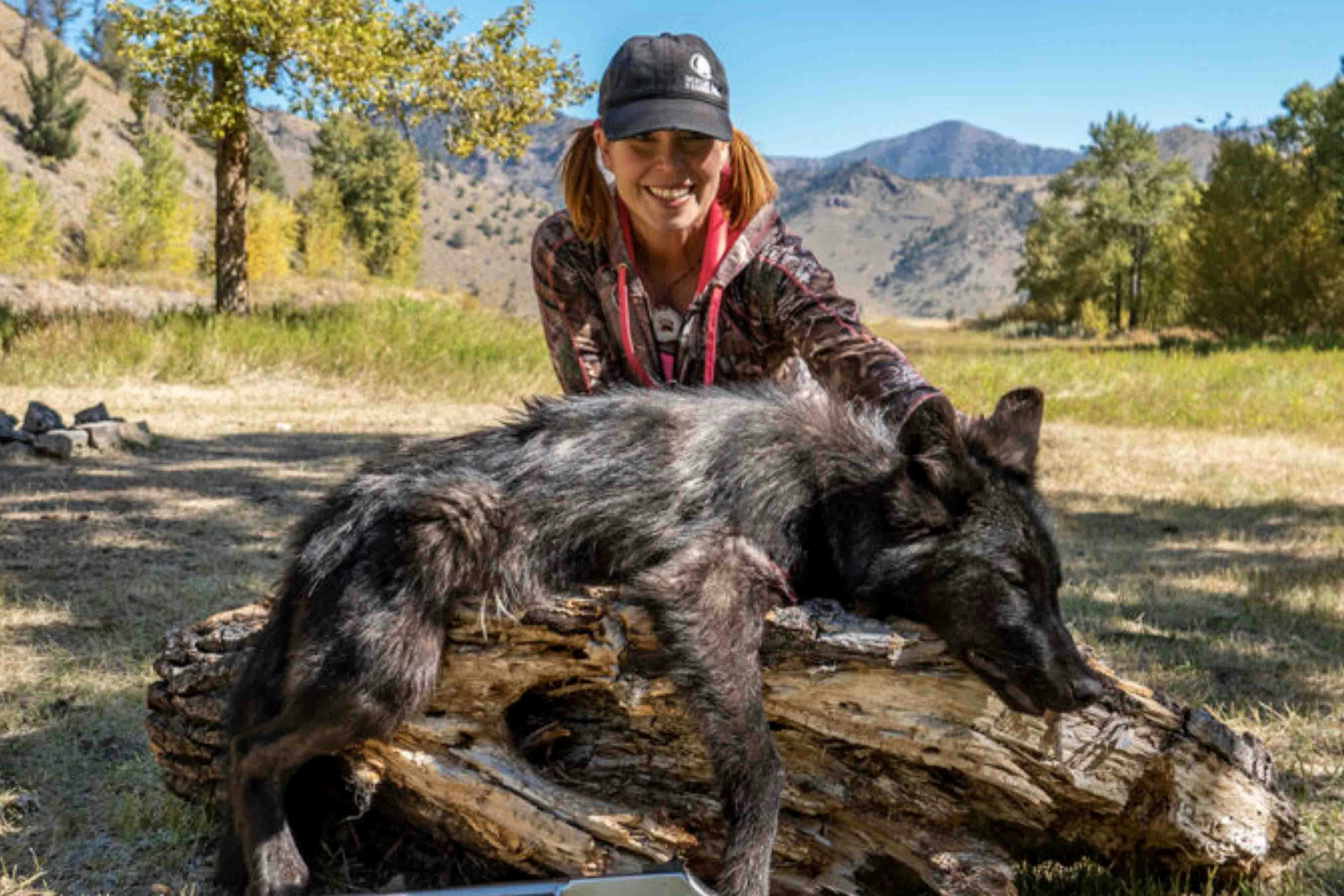 After years of hunting elusive Wyoming wolves, Tessa Fowler of Cody bagged this one in 2018.