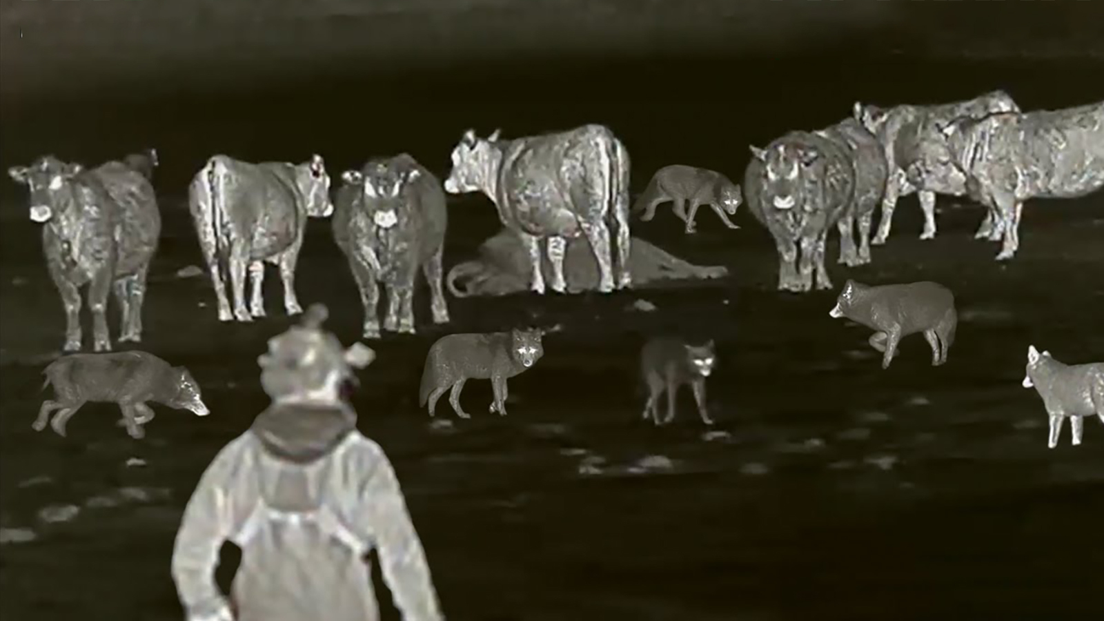 Thermal coyote kill 2 21 23