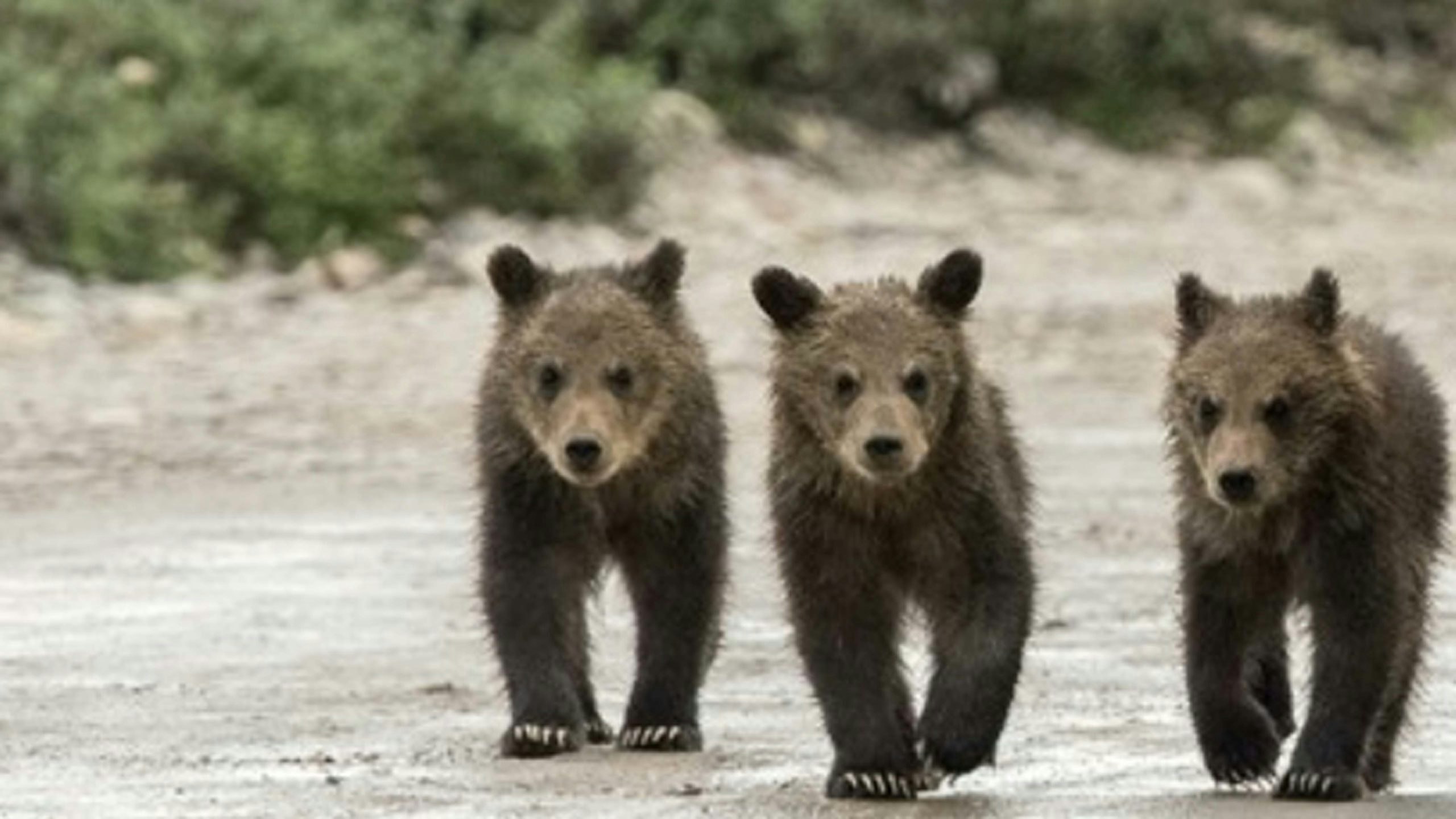 Three grizzly cubs 8 19 22 scaled