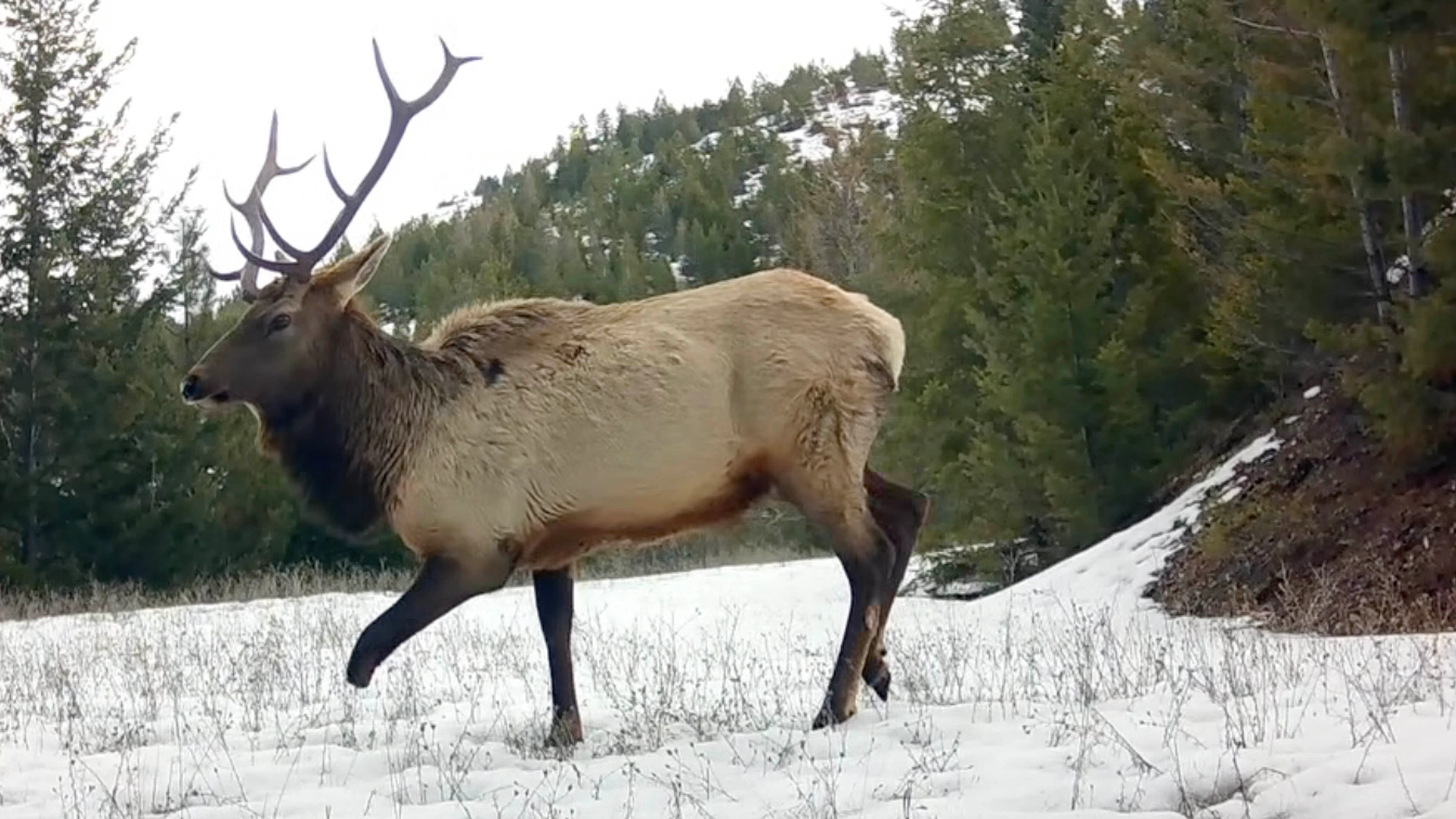 Biologists believe this healthy three-and-a-half legged elk was living on borrowed time but were amazed at its condition. Video of the elk was taken at a ranch in Missoula. “He was in really good condition coming out of the winter," one biologist said.