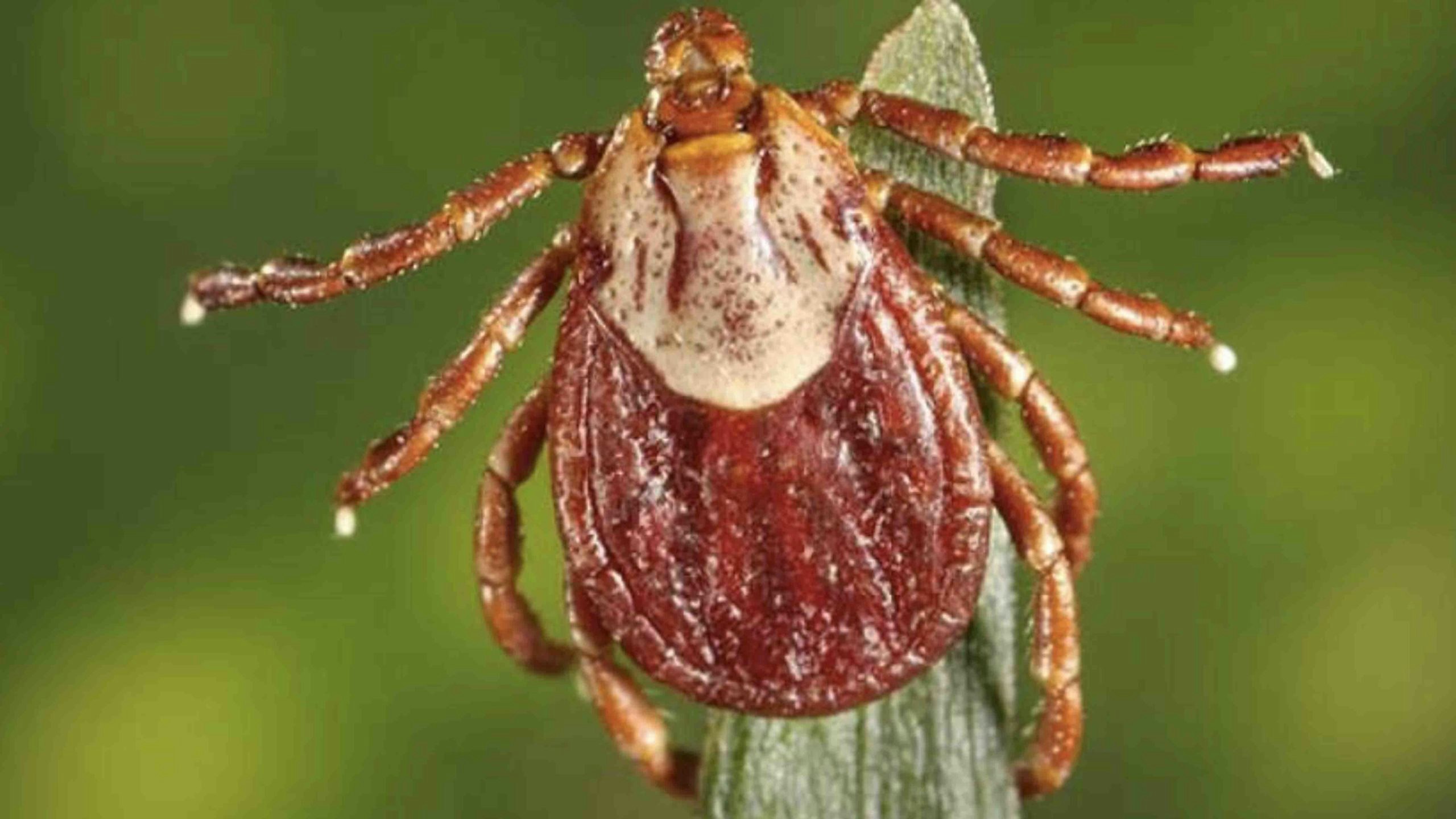Ticks wyoming 3 28 22 scaled