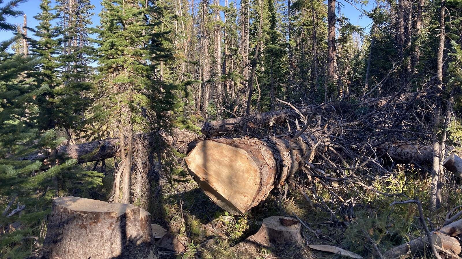 A turnaround in Wyoming’s logging and lumber industry might start with clearing forests of massive amounts of dead trees, previously killed by pine beetles.