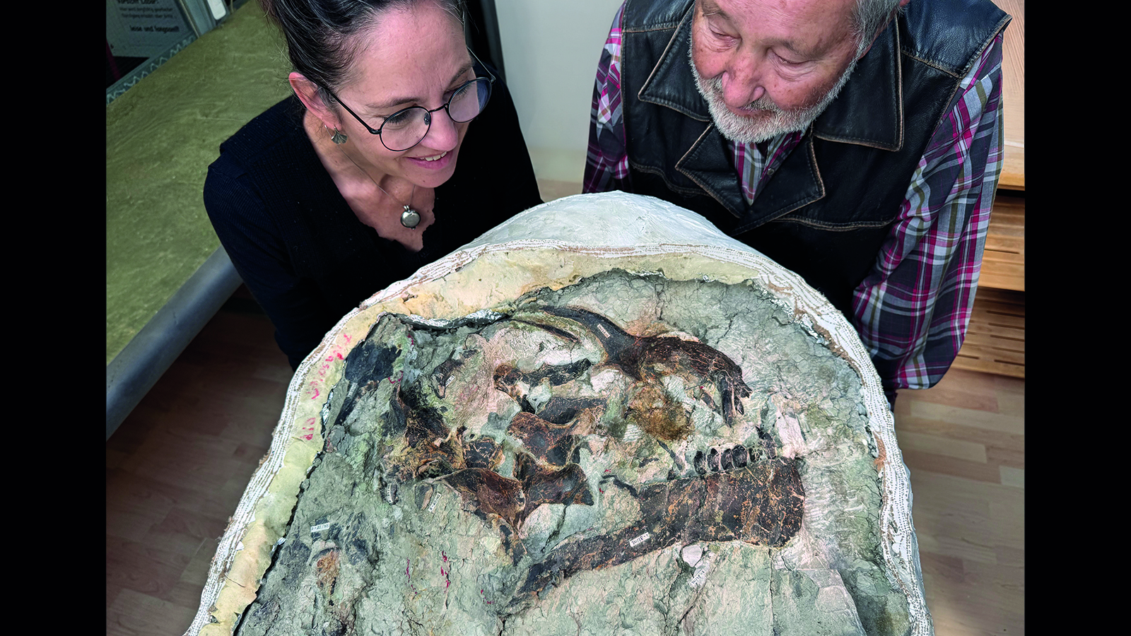 Wyoming Baby Dinosaur Skull " Second Of Its Kind Ever " Unveiled In Swiss Museum
