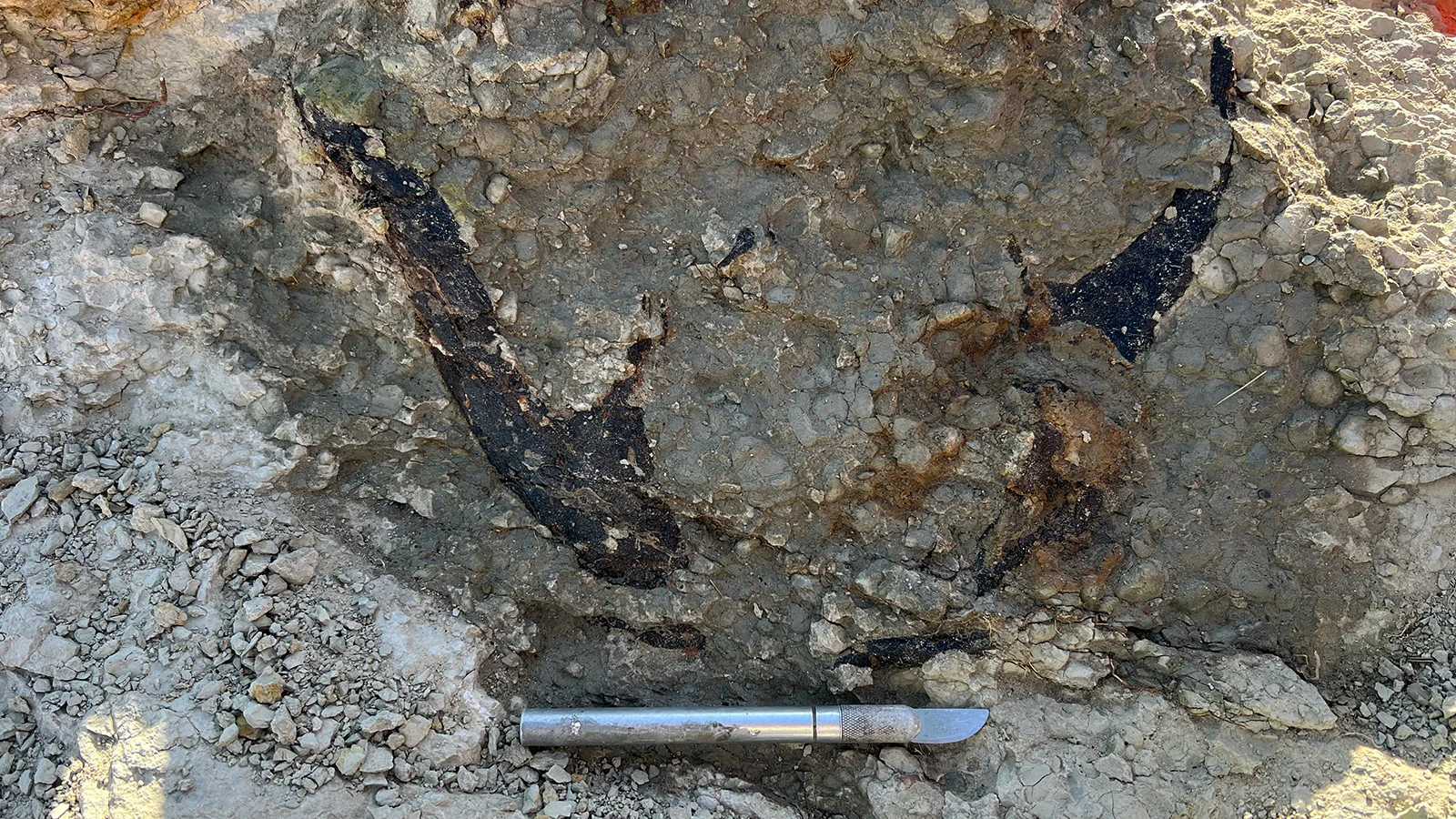 The small skull of "Lucy" as it appeared in the Meilyn Quarry when it was found in 2023. The skull was removed in a large block of rock to preserve it during its trip to the Sauriermuseum Aathal in Switzerland, and was only revealed after preparation started earlier this year. 