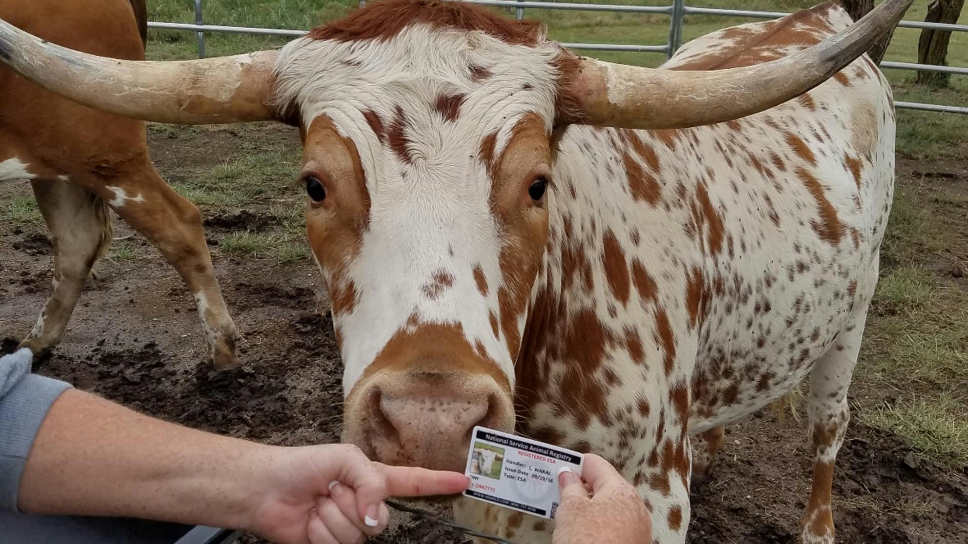 Tiny, A 2,000-Pound Texas Longhorn Is An Officially Registered Emotional Support Animal