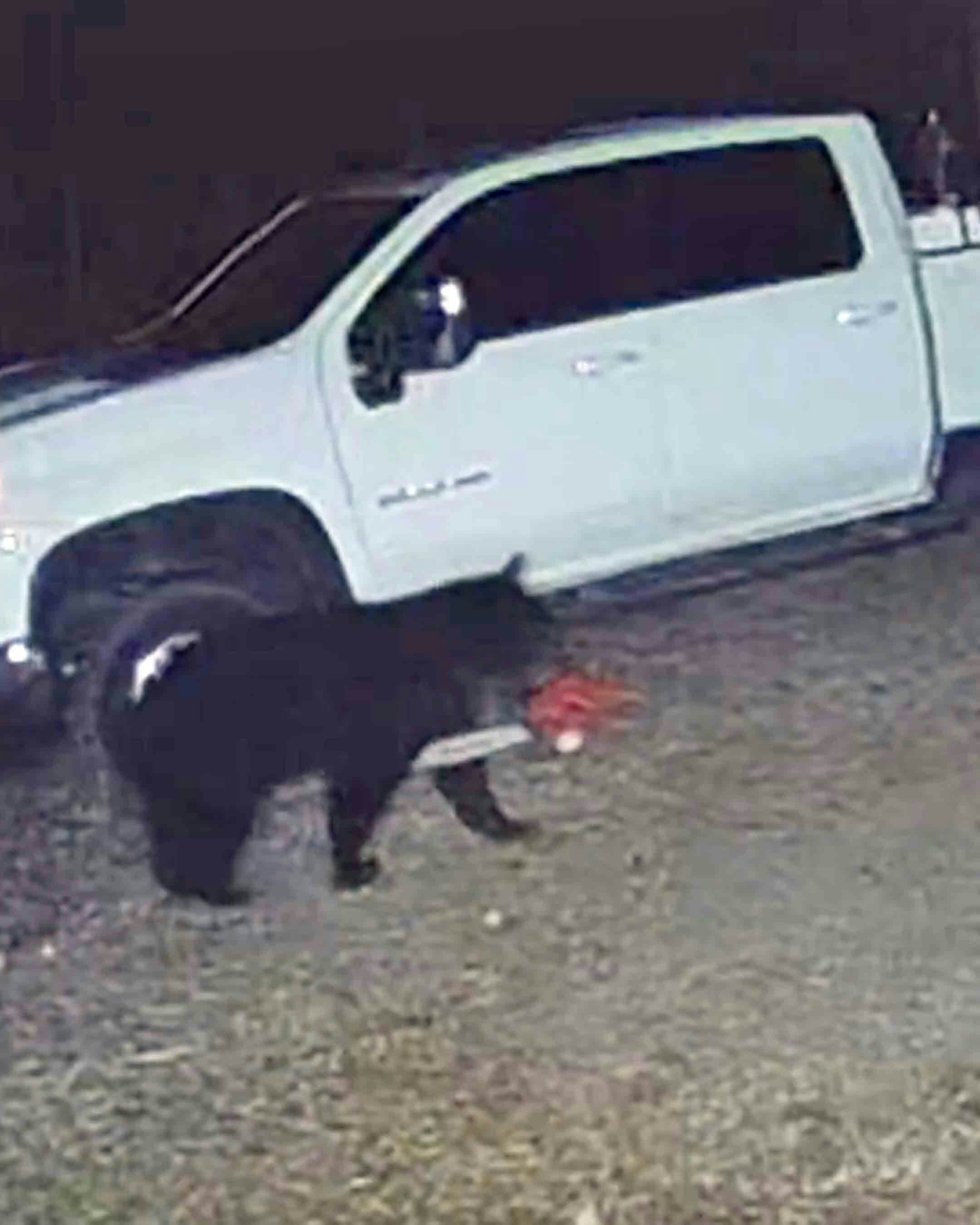 Today in bears 11 21 25