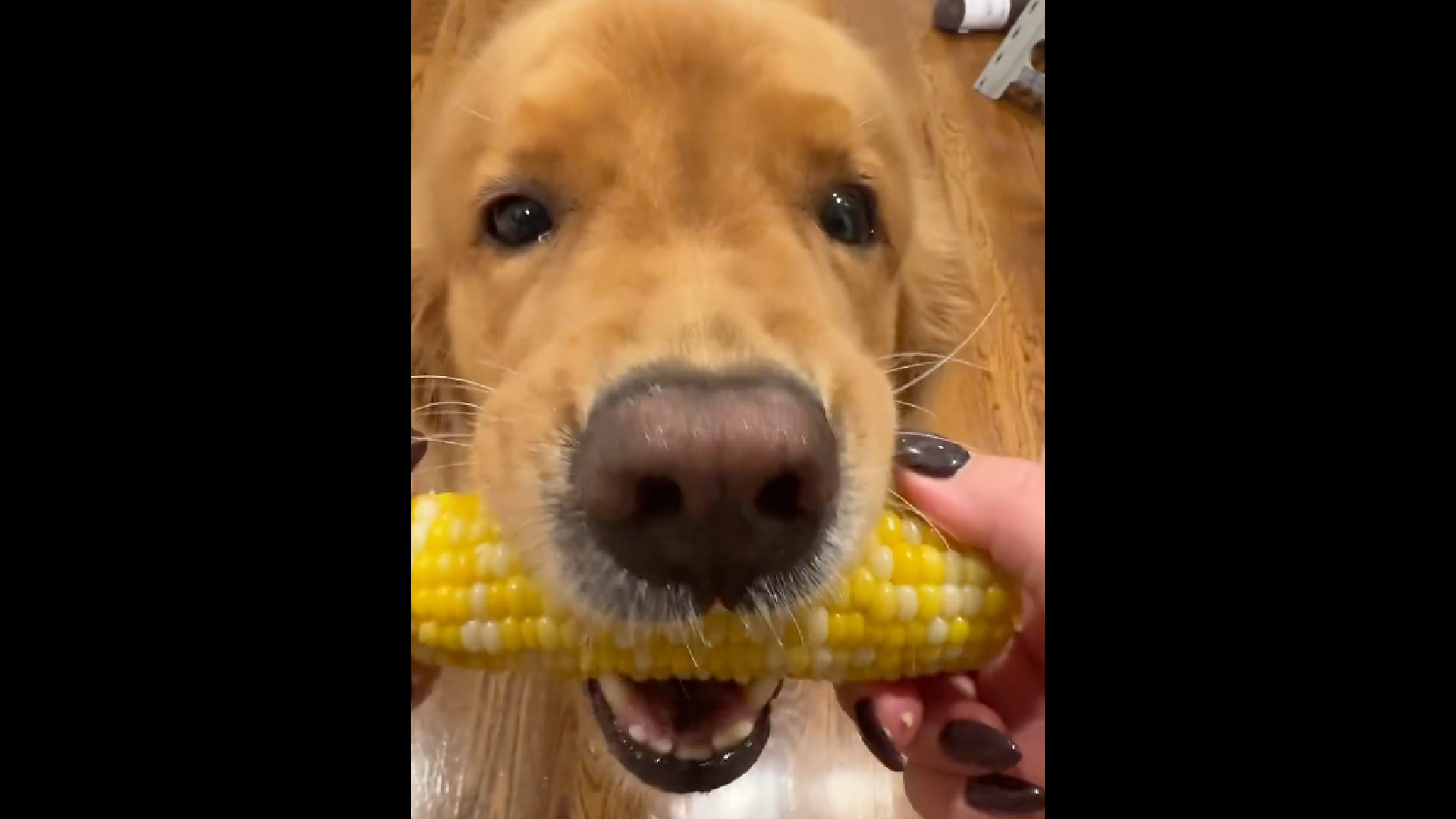 Today in dogs 10 23 25