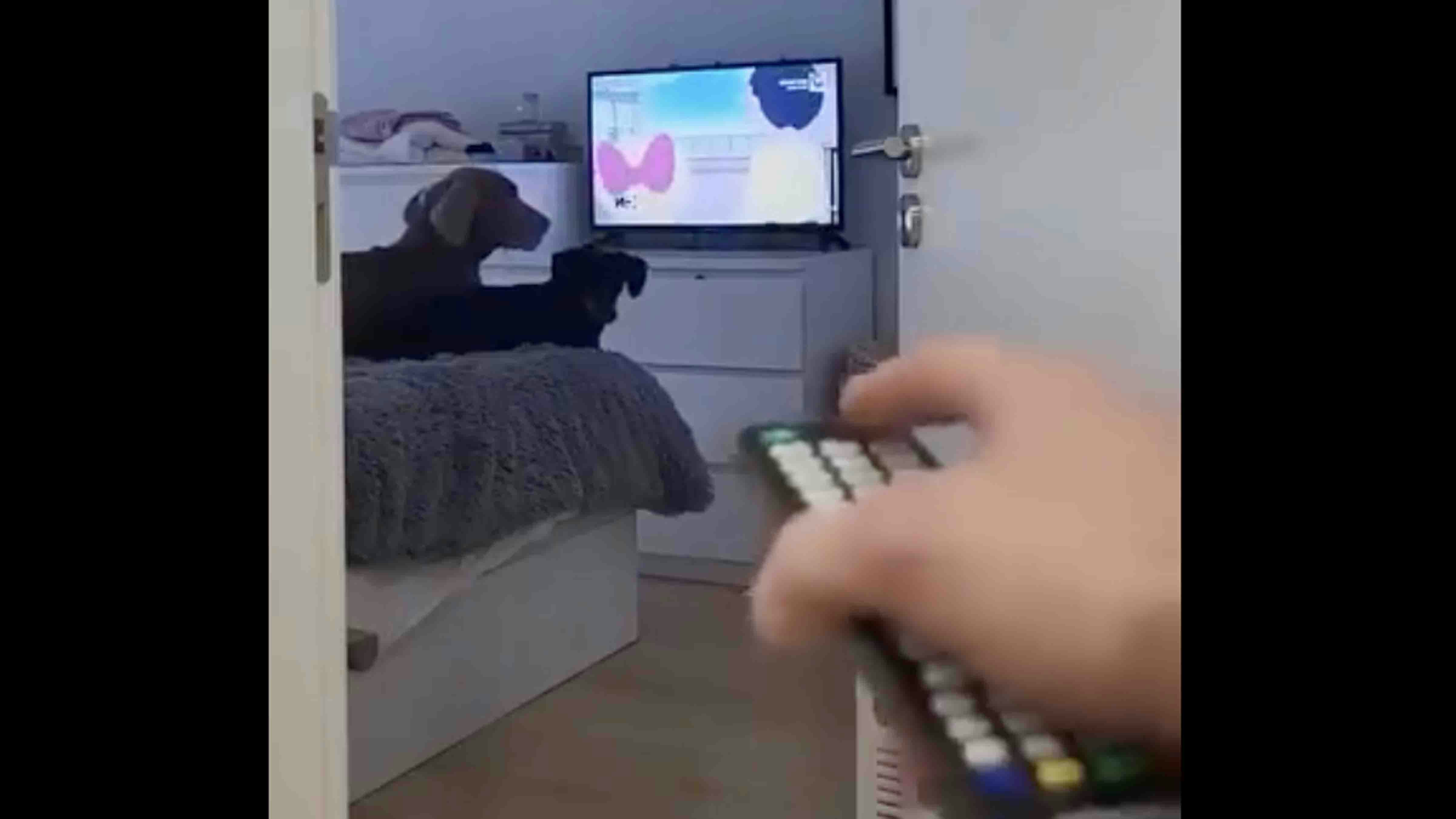 Today in dogs 7 16 25