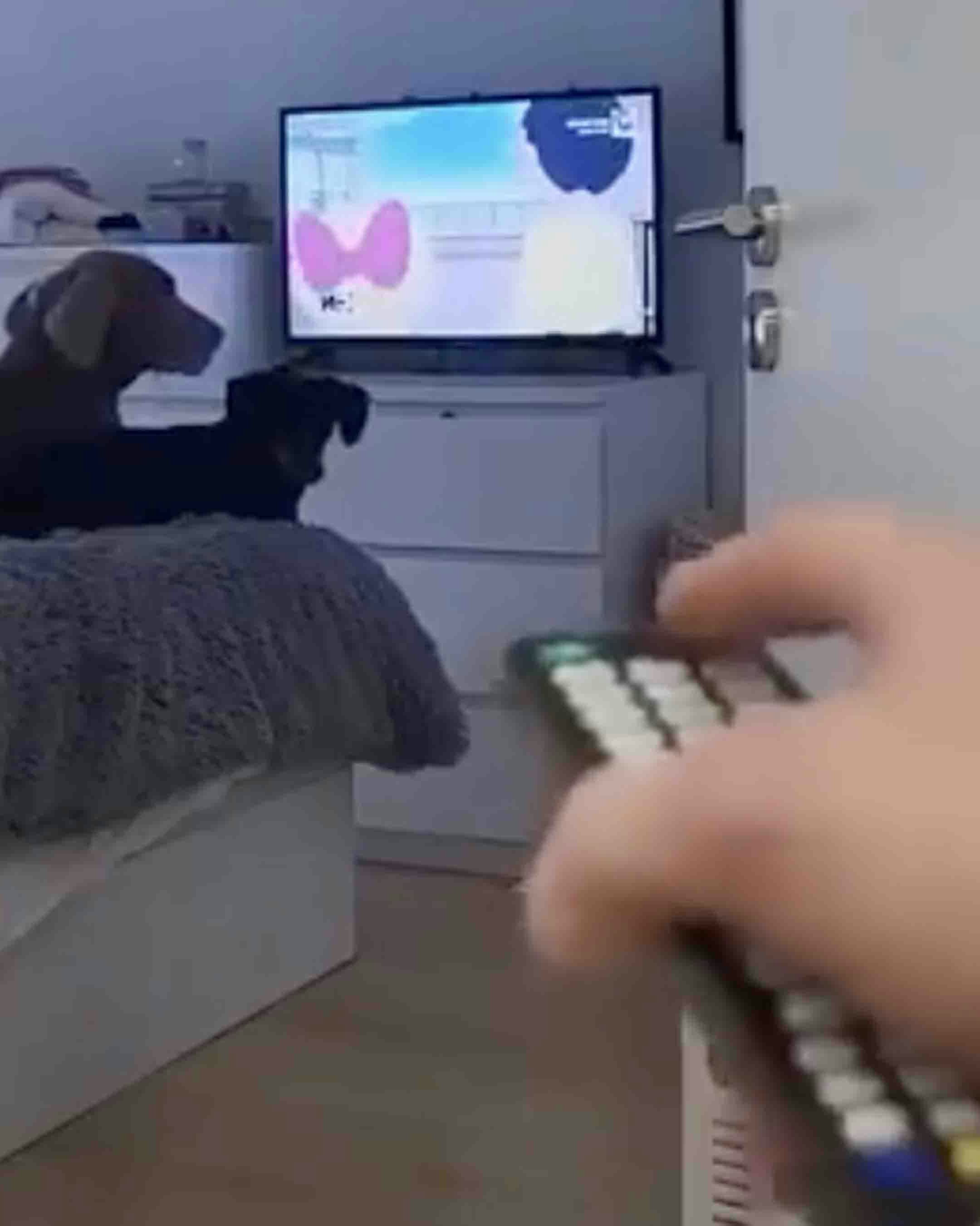 Today in dogs 7 16 25