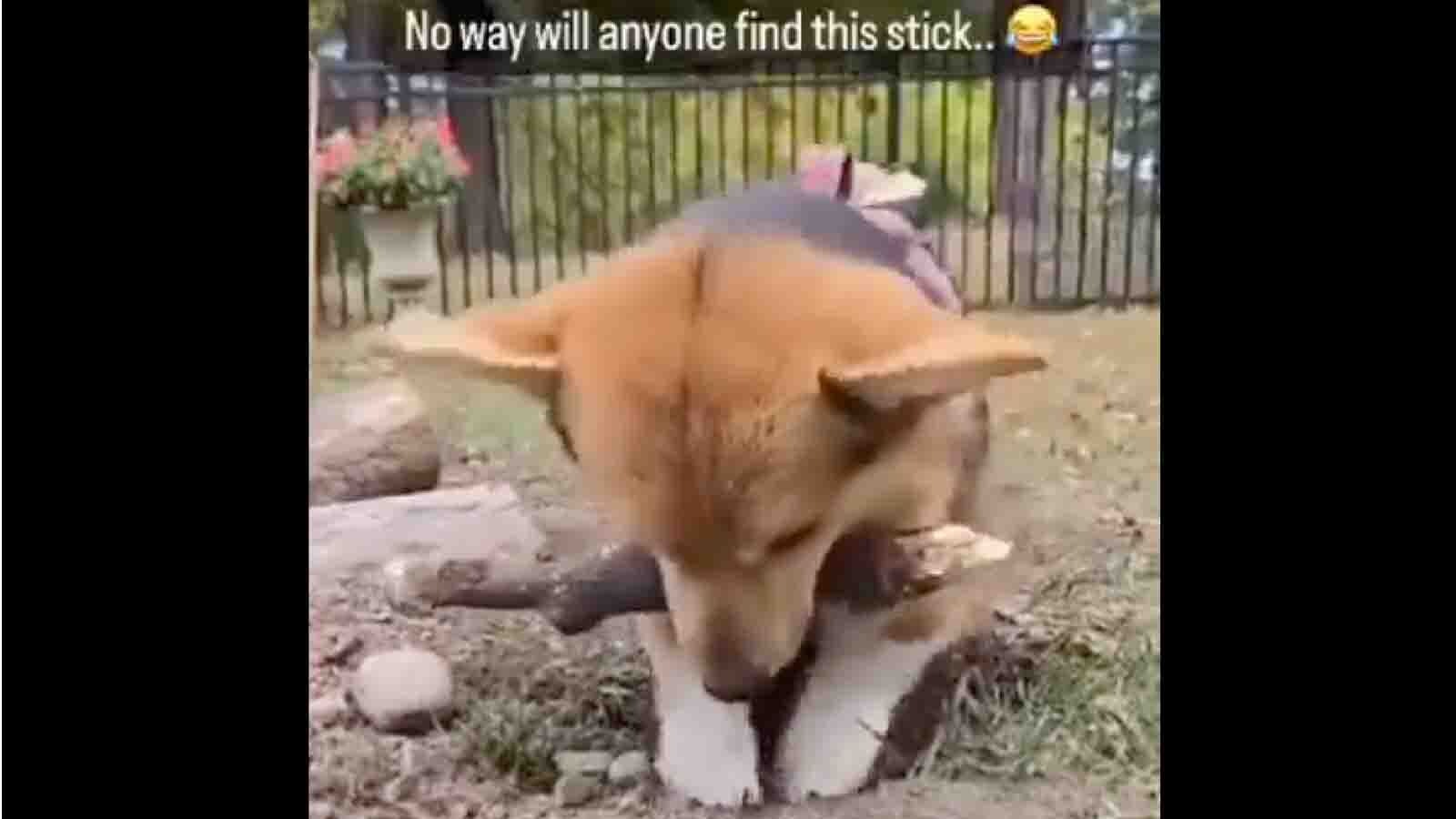 Today in dogs 7 2 25