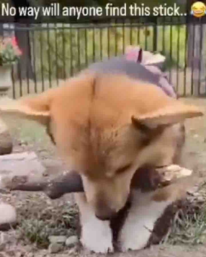 Today in dogs 7 2 25