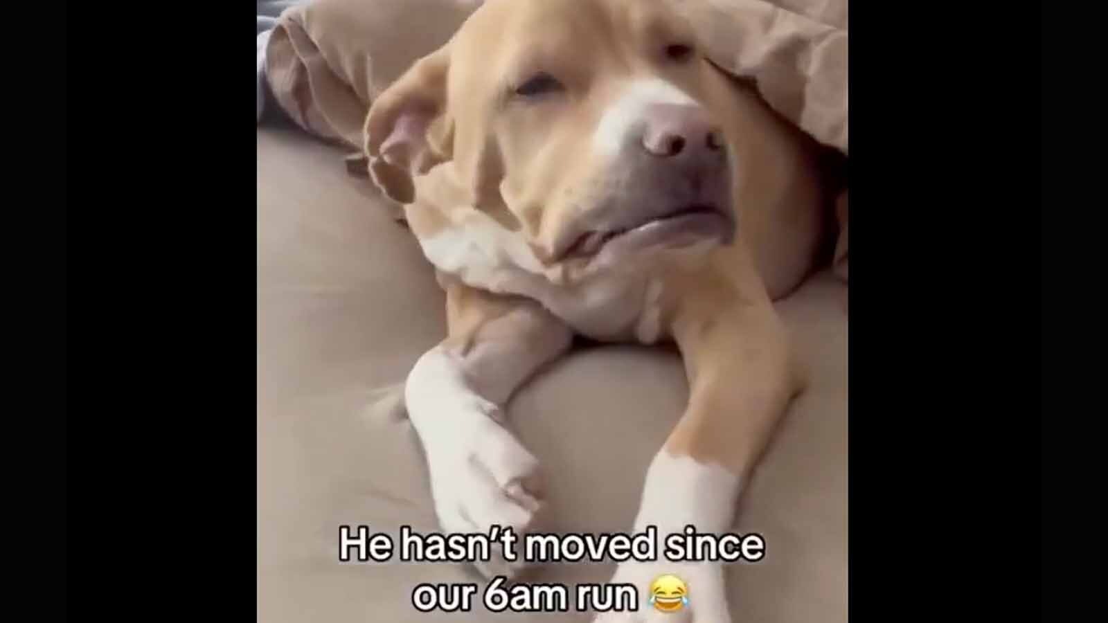 Today in dogs 7 24 25