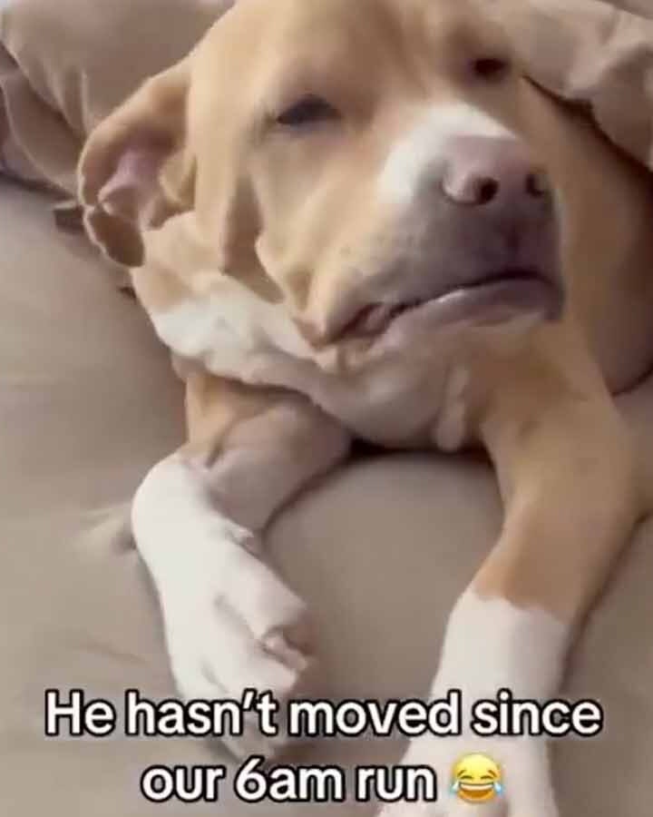 Today in dogs 7 24 25