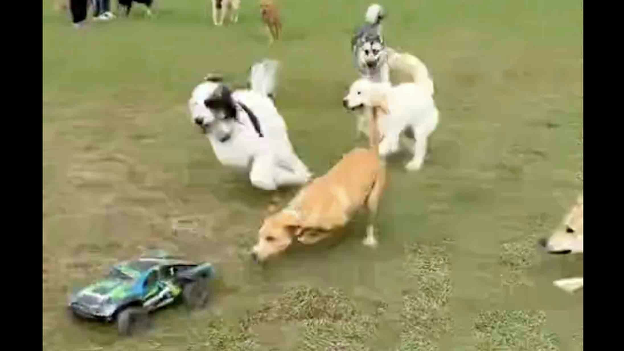 Today in dogs 7 27 25