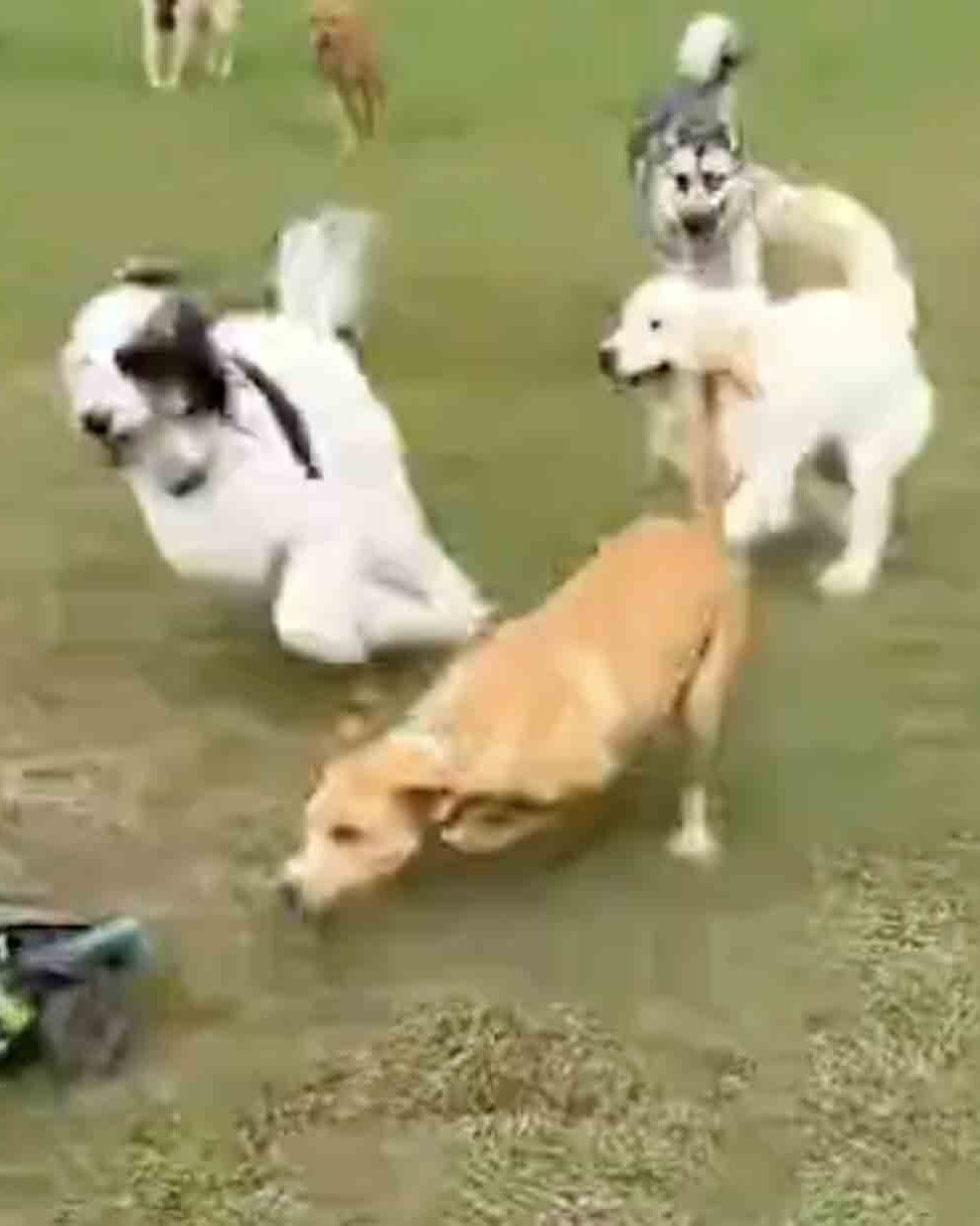 Today in dogs 7 27 25