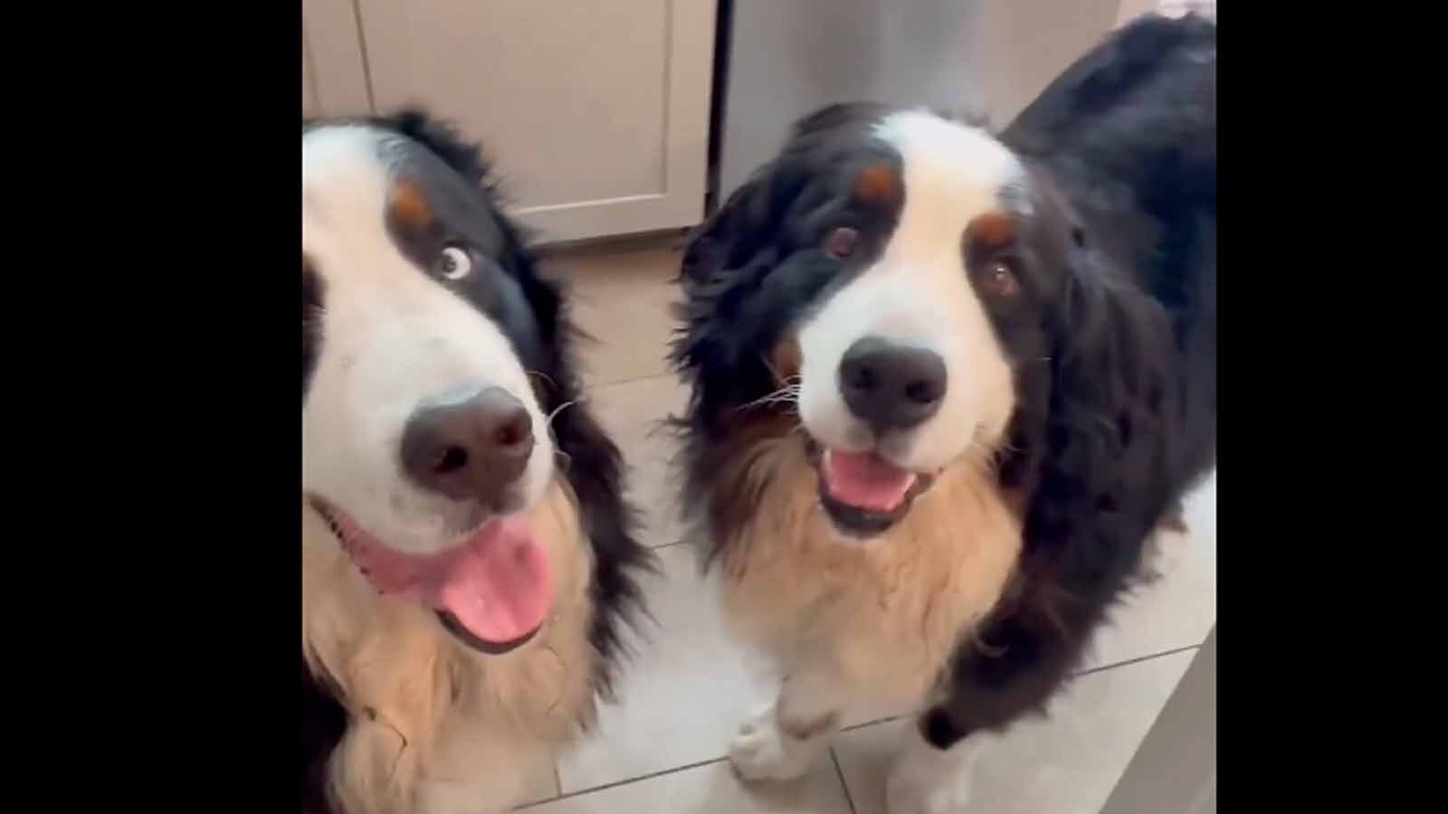 Today in dogs 9 30 25