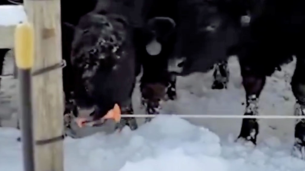 Today in farming 5 3 25