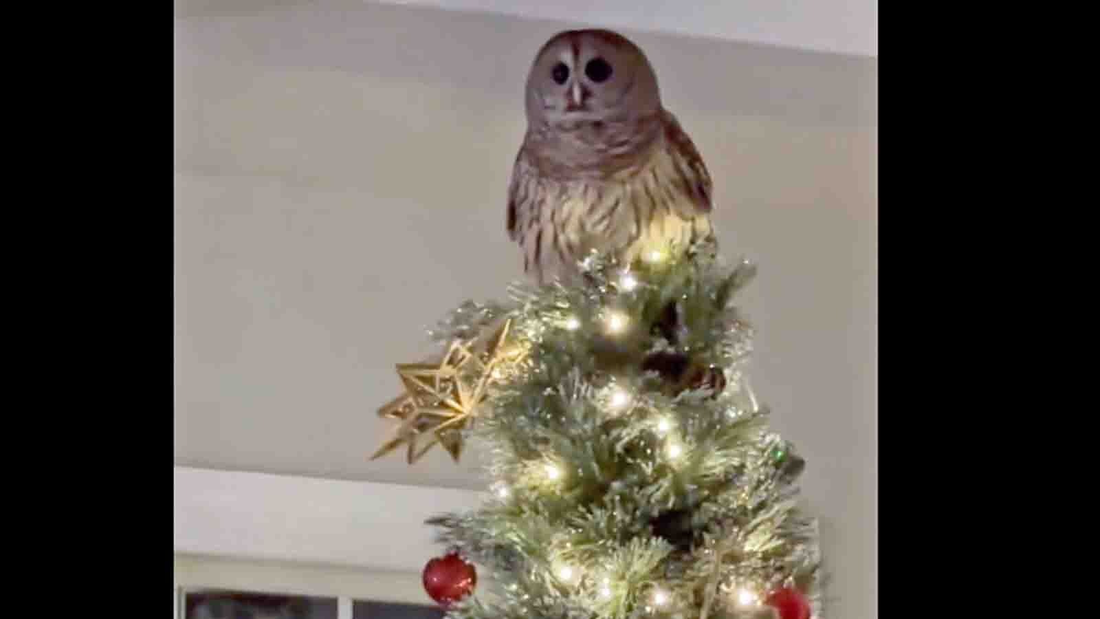 Today in owls 12 26 25